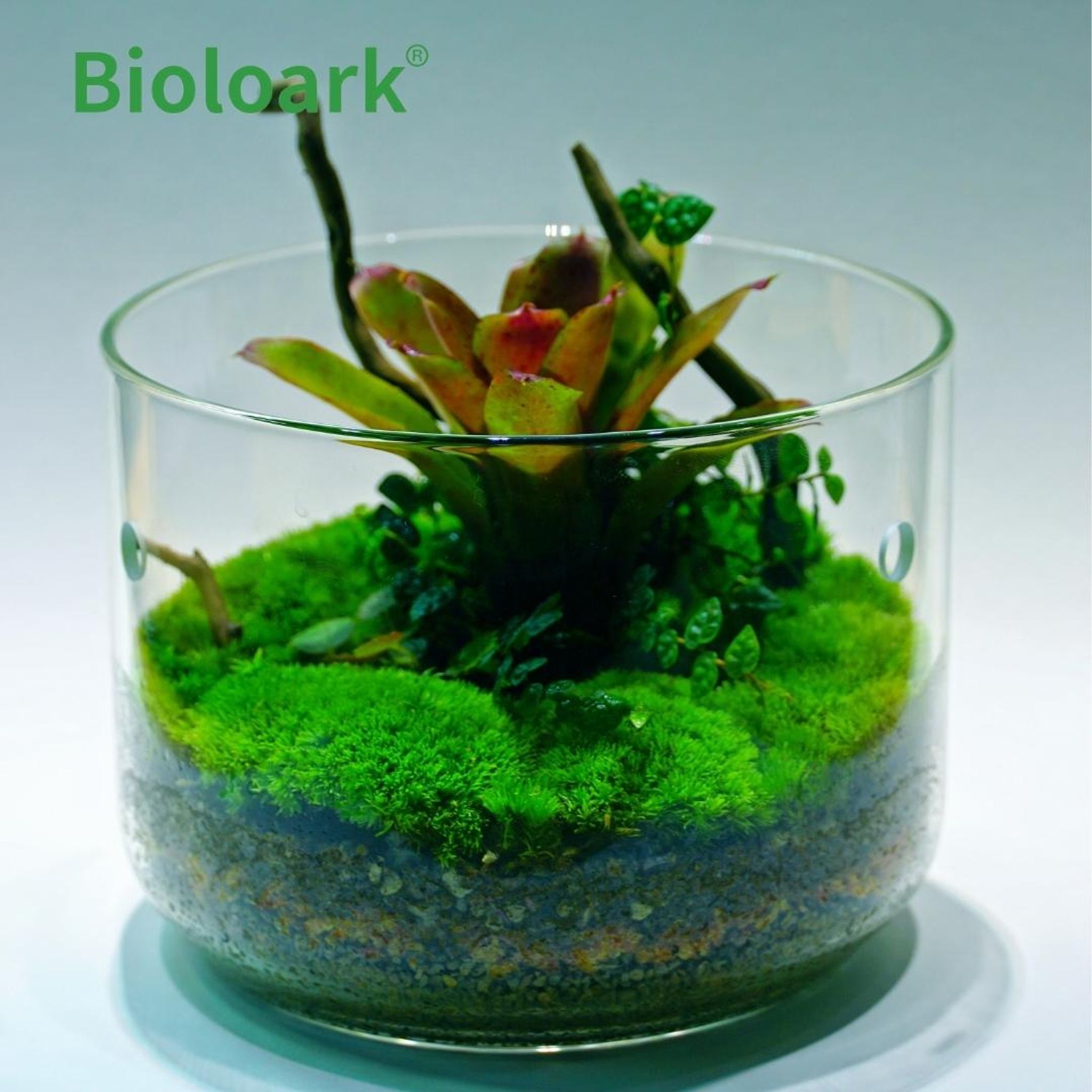 BIOLOARK Dew Glass Cup (Micro Terrarium) MY Series