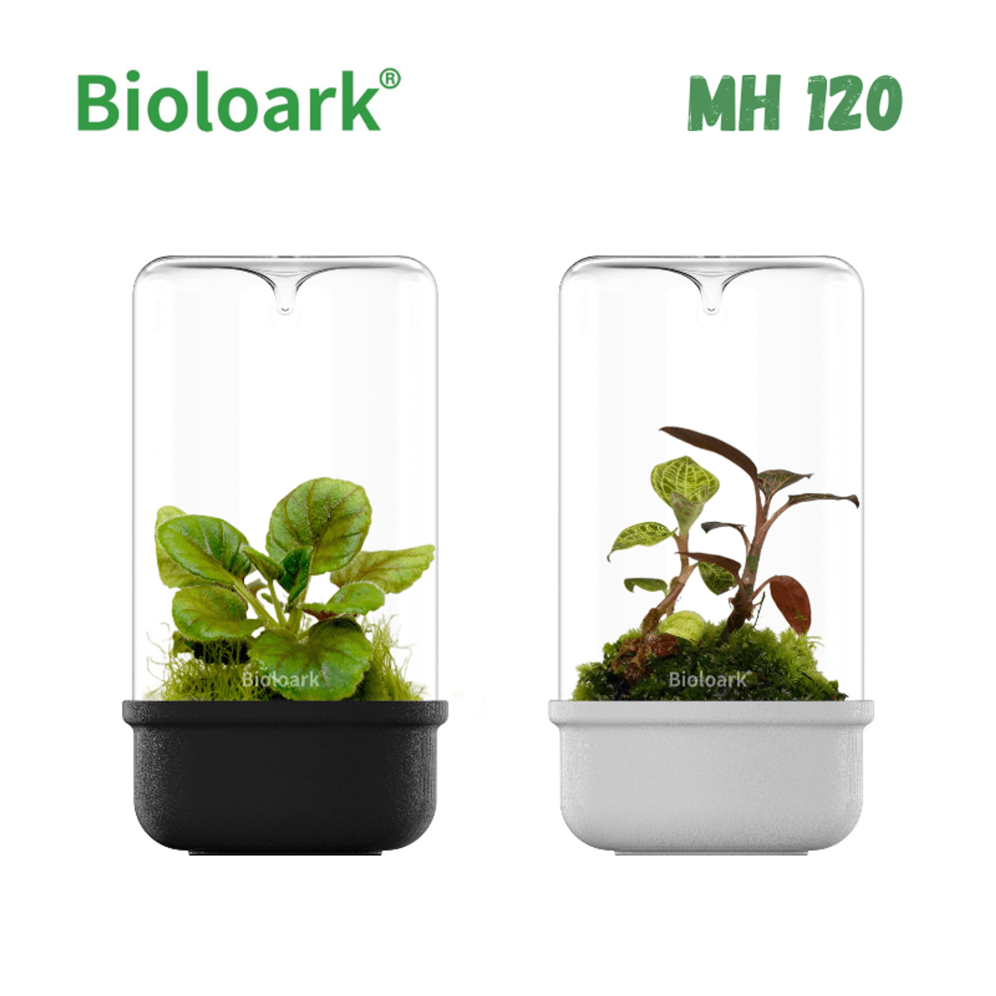 BIOLOARK - Bio Bottle Terrarium (MH-80/100/120) (Black/White)