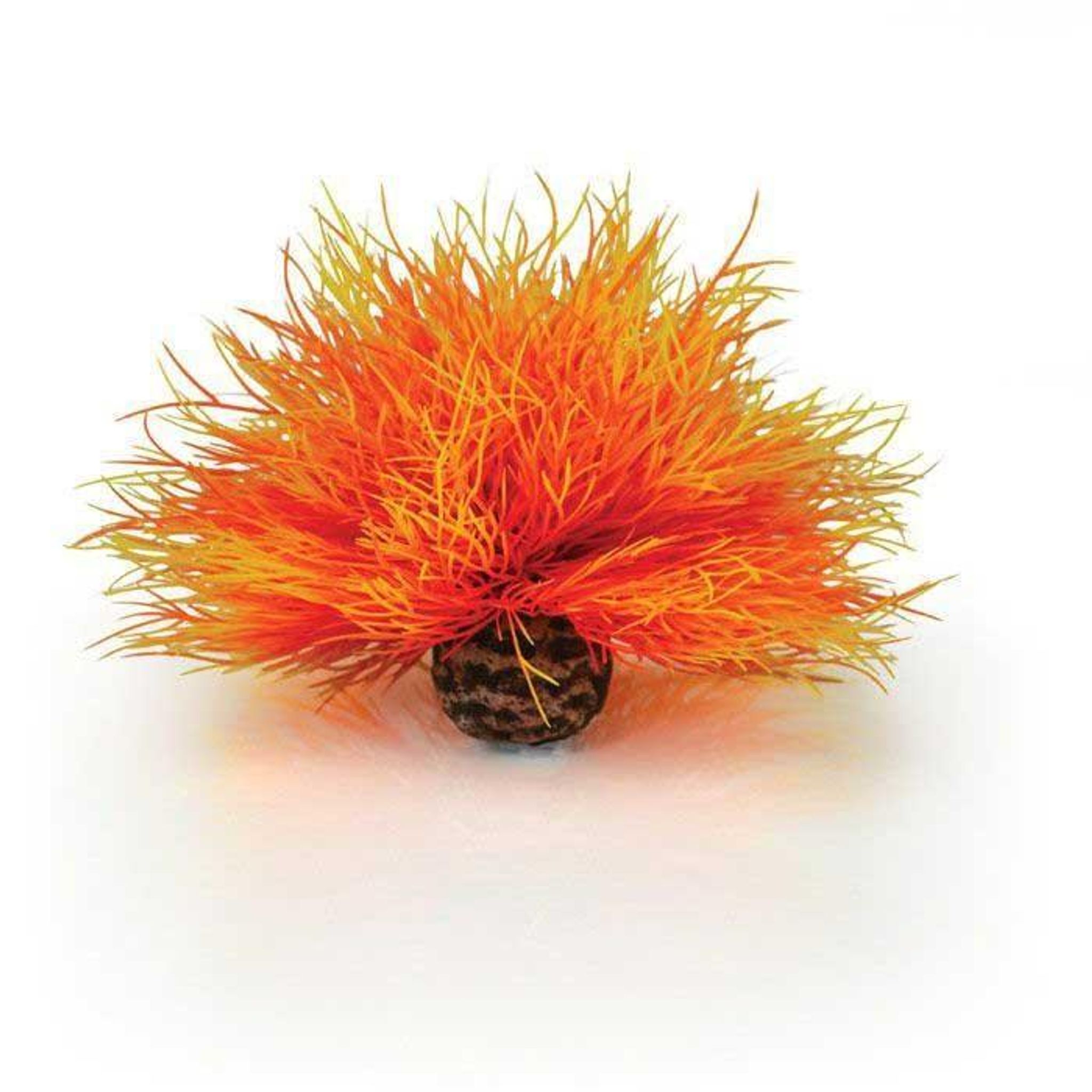 biOrb Aquatic Sea Lily
