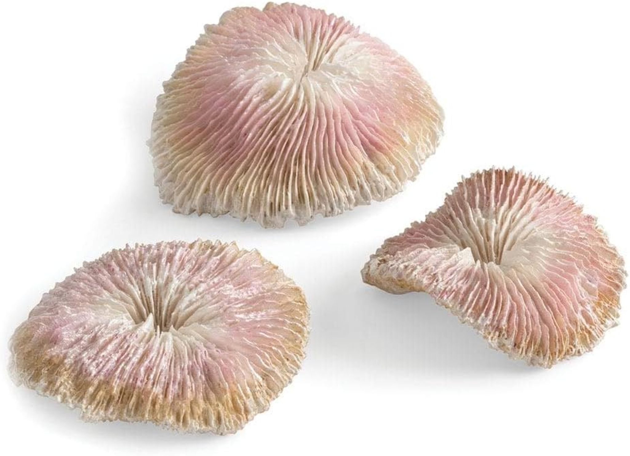 biOrb Seychelles Plate Coral Set of 3
