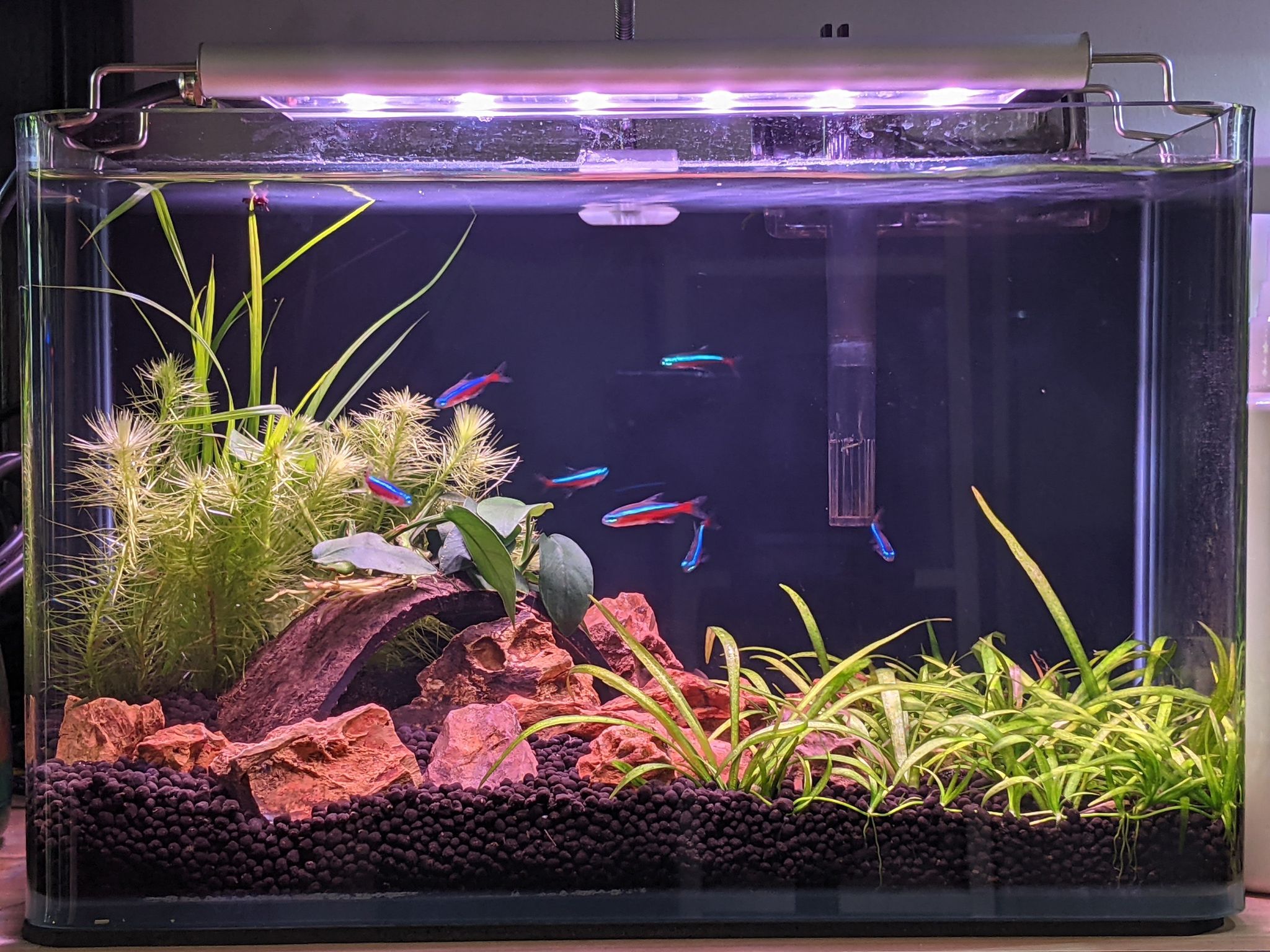 FROK A1 LED Nature (5 mode colour controllable) (30-180cm) POPULAR