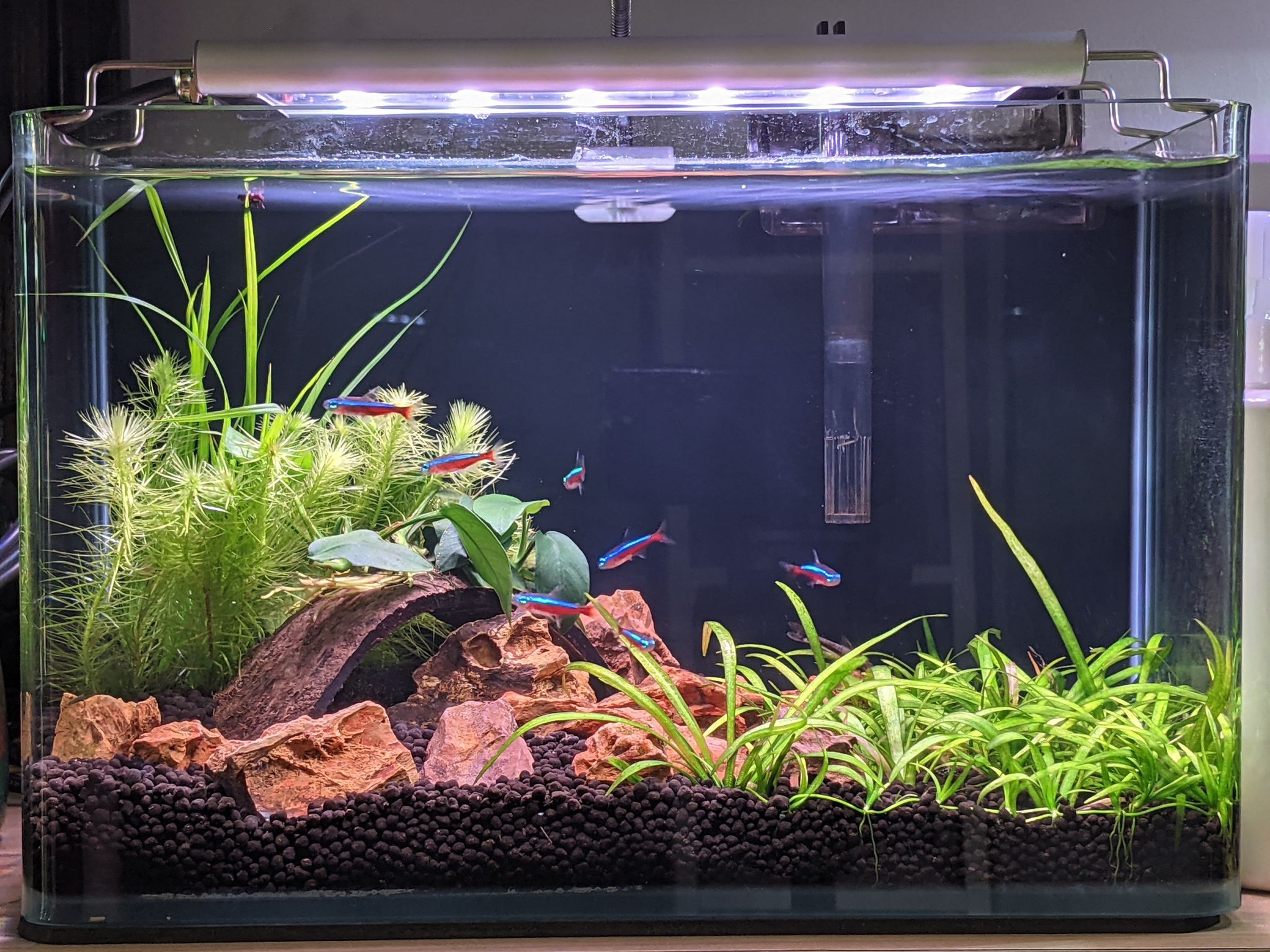 FROK A1 LED Nature (5 mode colour controllable) (30-180cm) POPULAR