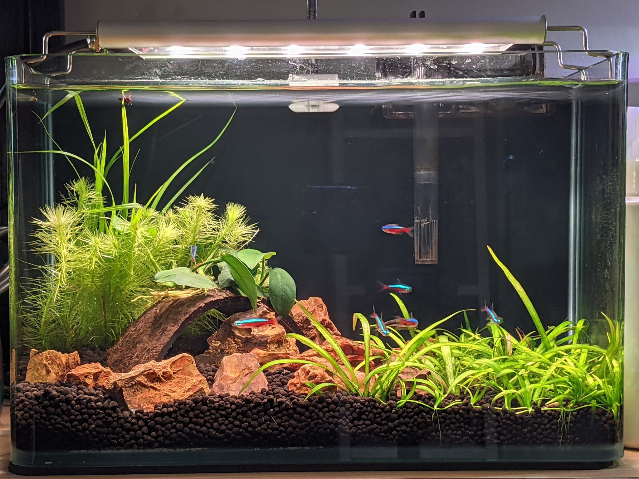 FROK A1 LED Nature (5 mode colour controllable) (30-180cm) POPULAR