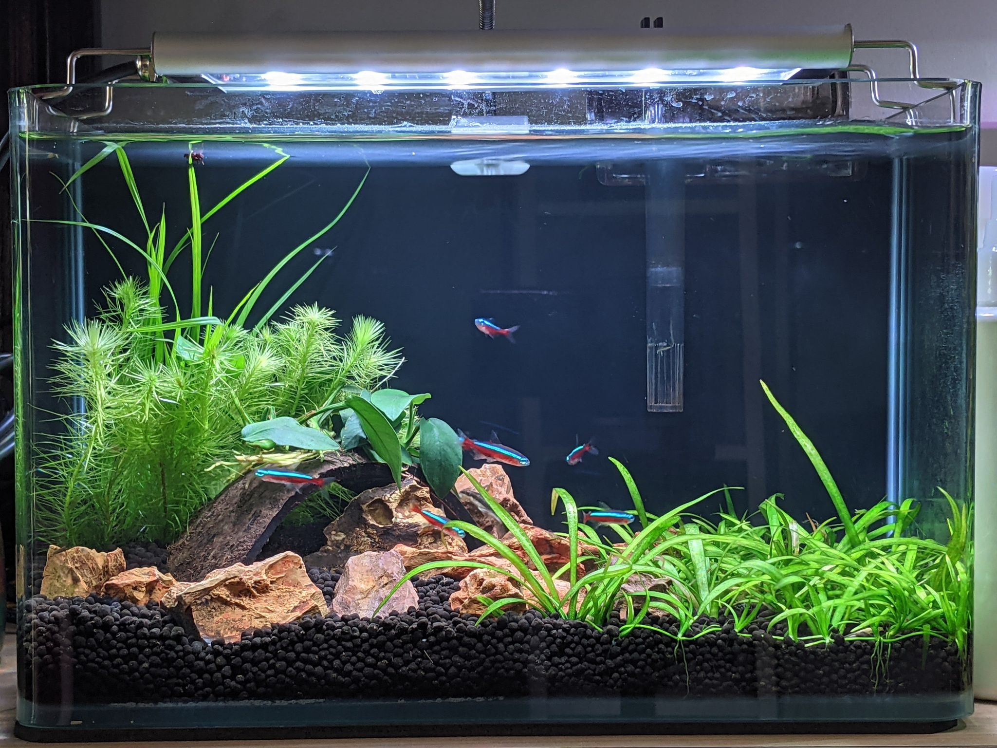 FROK A1 LED Nature (5 mode colour controllable) (30-180cm) POPULAR