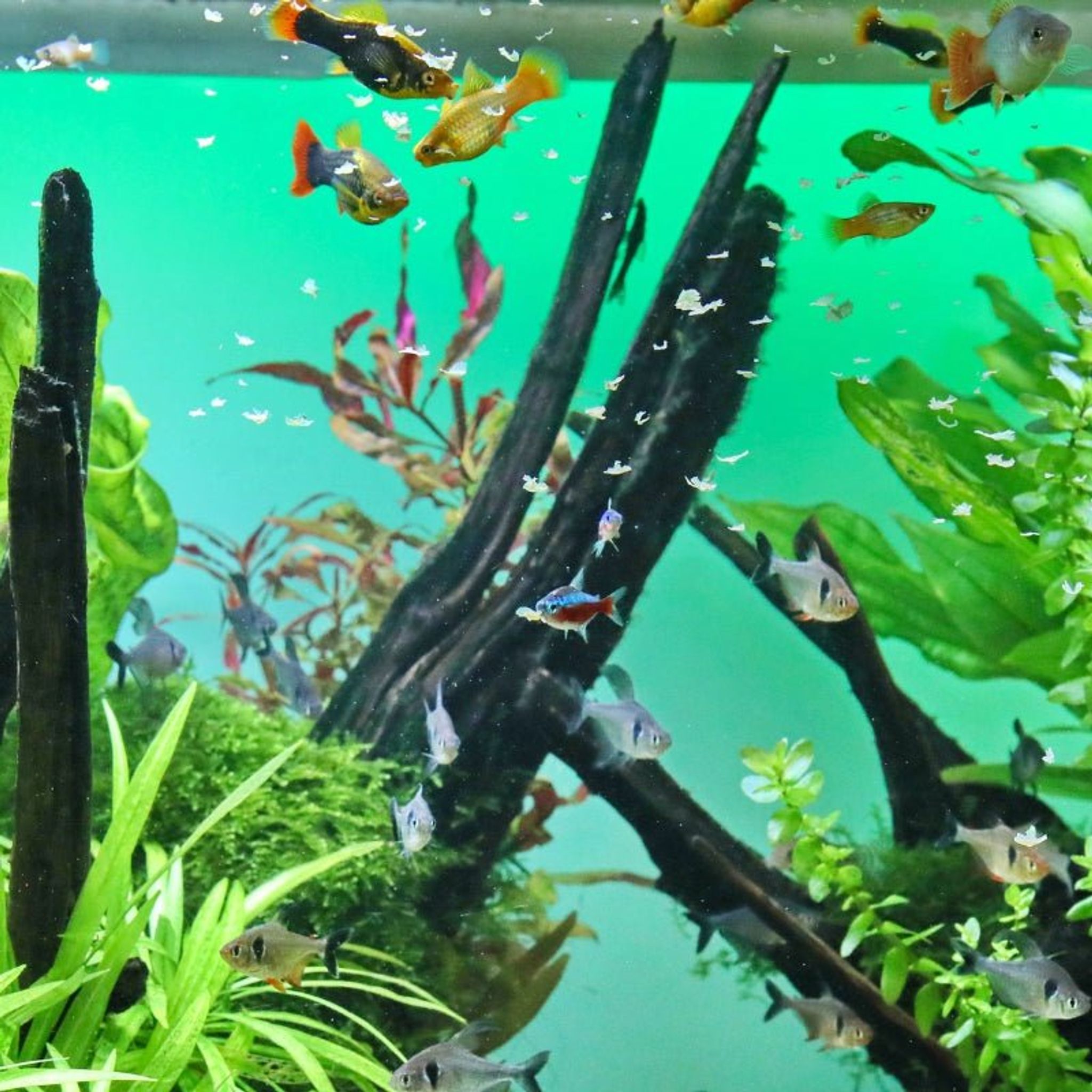 JBL ProNovo Bel Flakes M (For All Fishes)