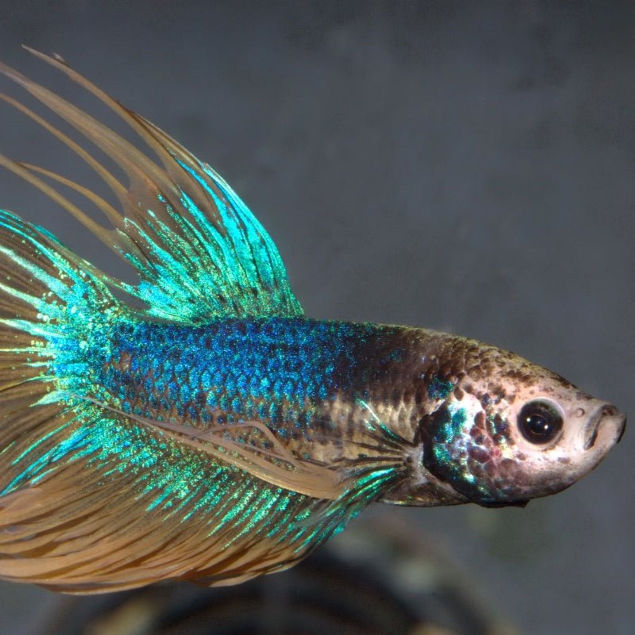 JBL ProNovo Betta Flakes S (For All Fishes)