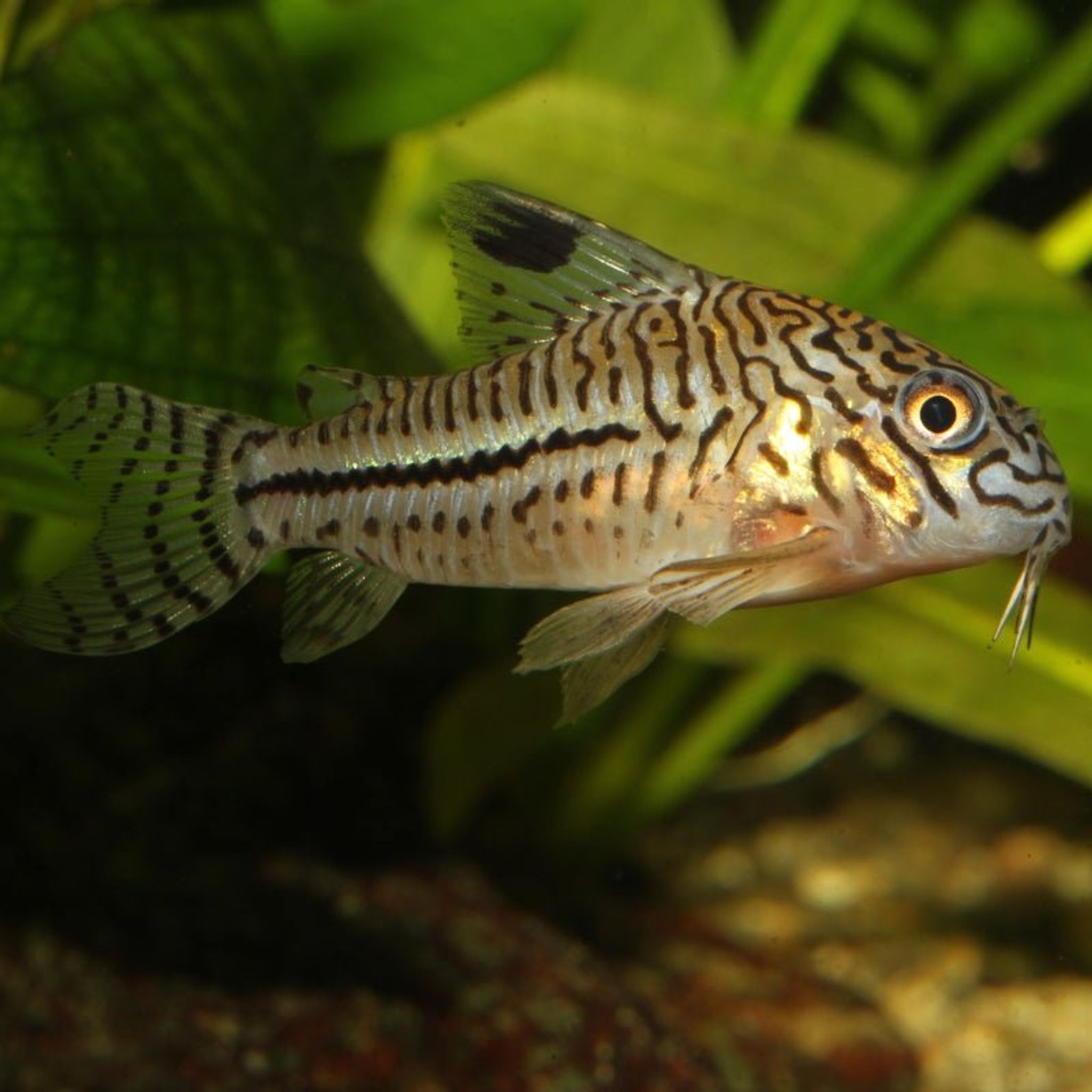 JBL ProNovo Corydoras Tab M (Tablet Food With Extra Spirulina)