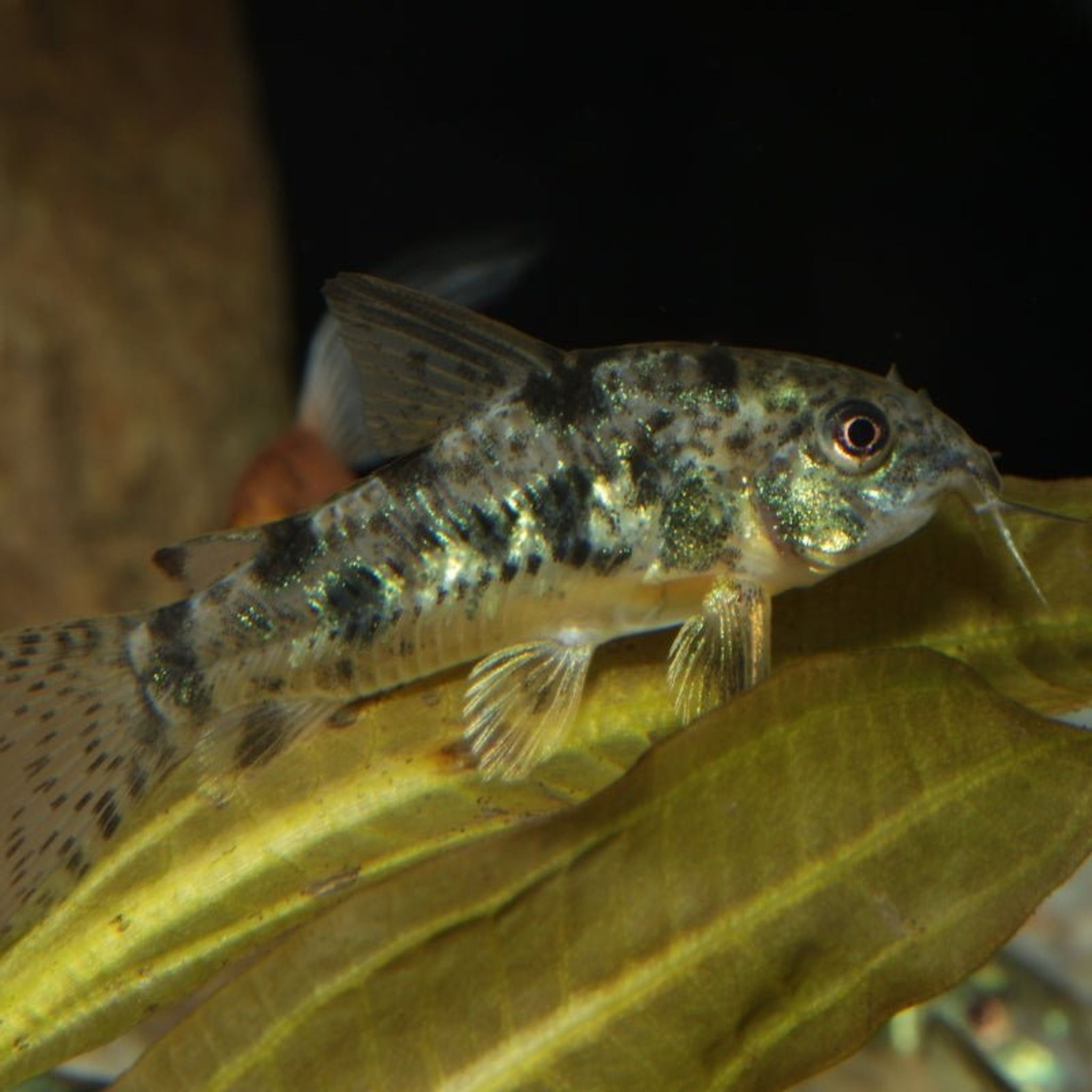 JBL ProNovo Corydoras Tab M (Tablet Food With Extra Spirulina)