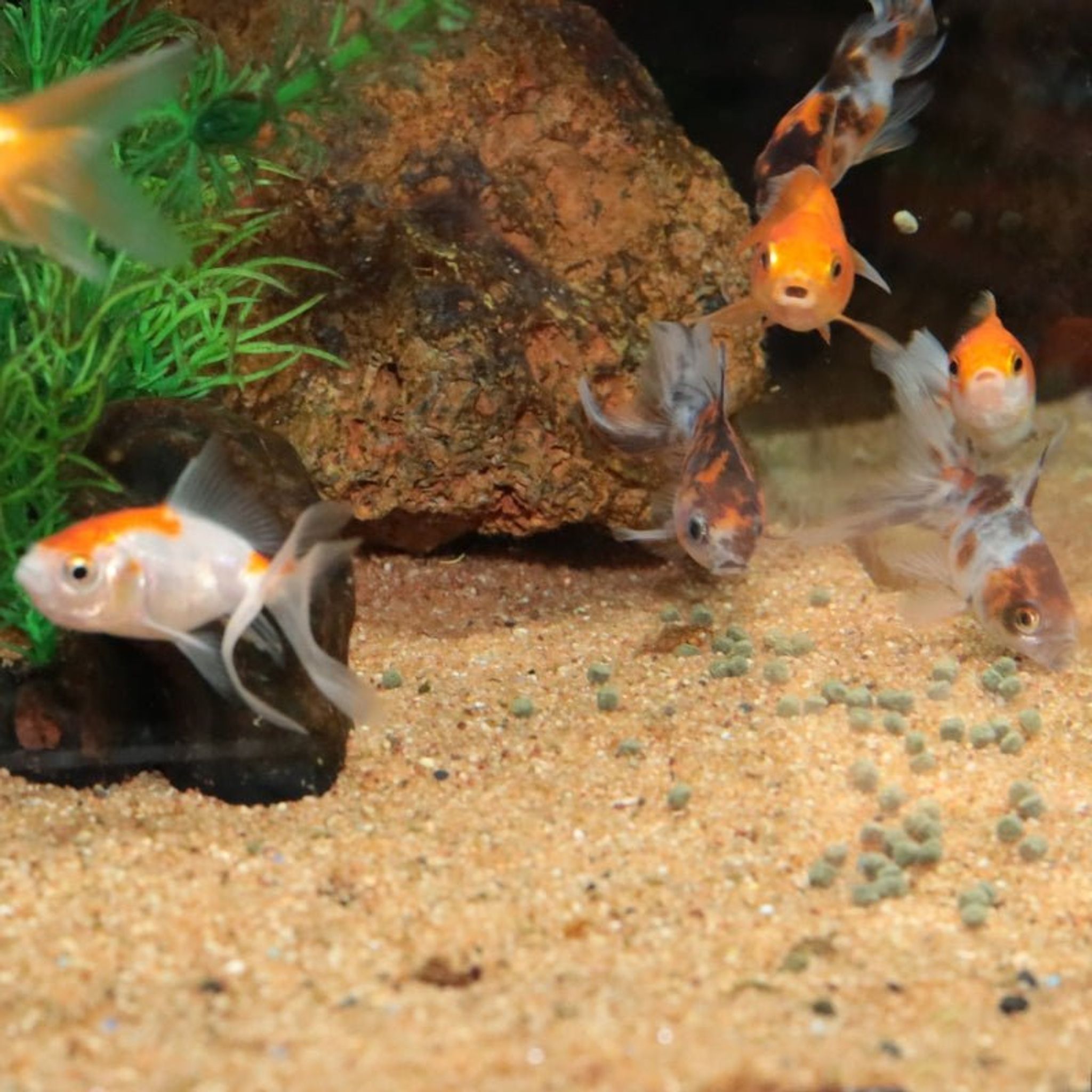 JBL ProNovo FanTail Grano S / M (Colour Enhancing Sinking Pellet For Goldfish)