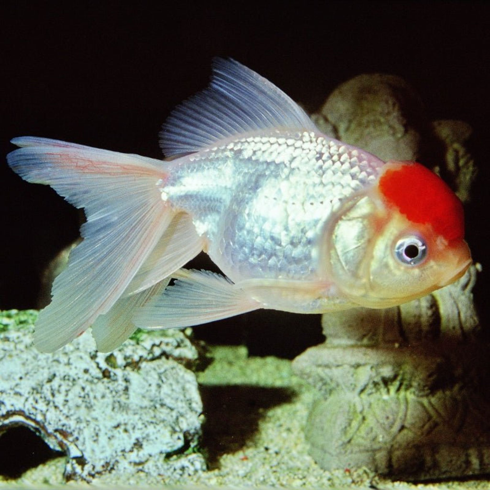 JBL ProNovo FanTail Grano S / M (Colour Enhancing Sinking Pellet For Goldfish)