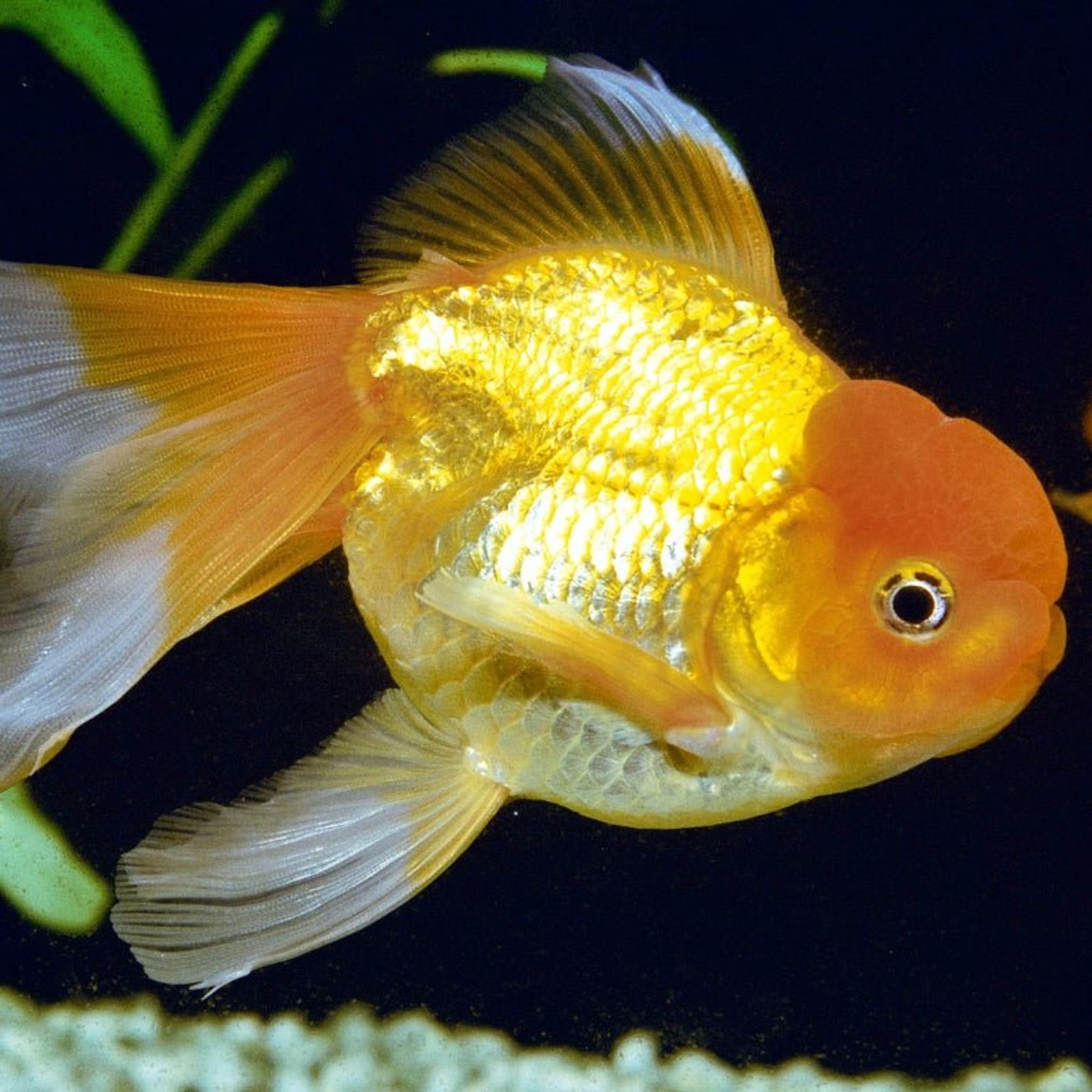 JBL ProNovo FanTail Grano S / M (Colour Enhancing Sinking Pellet For Goldfish)