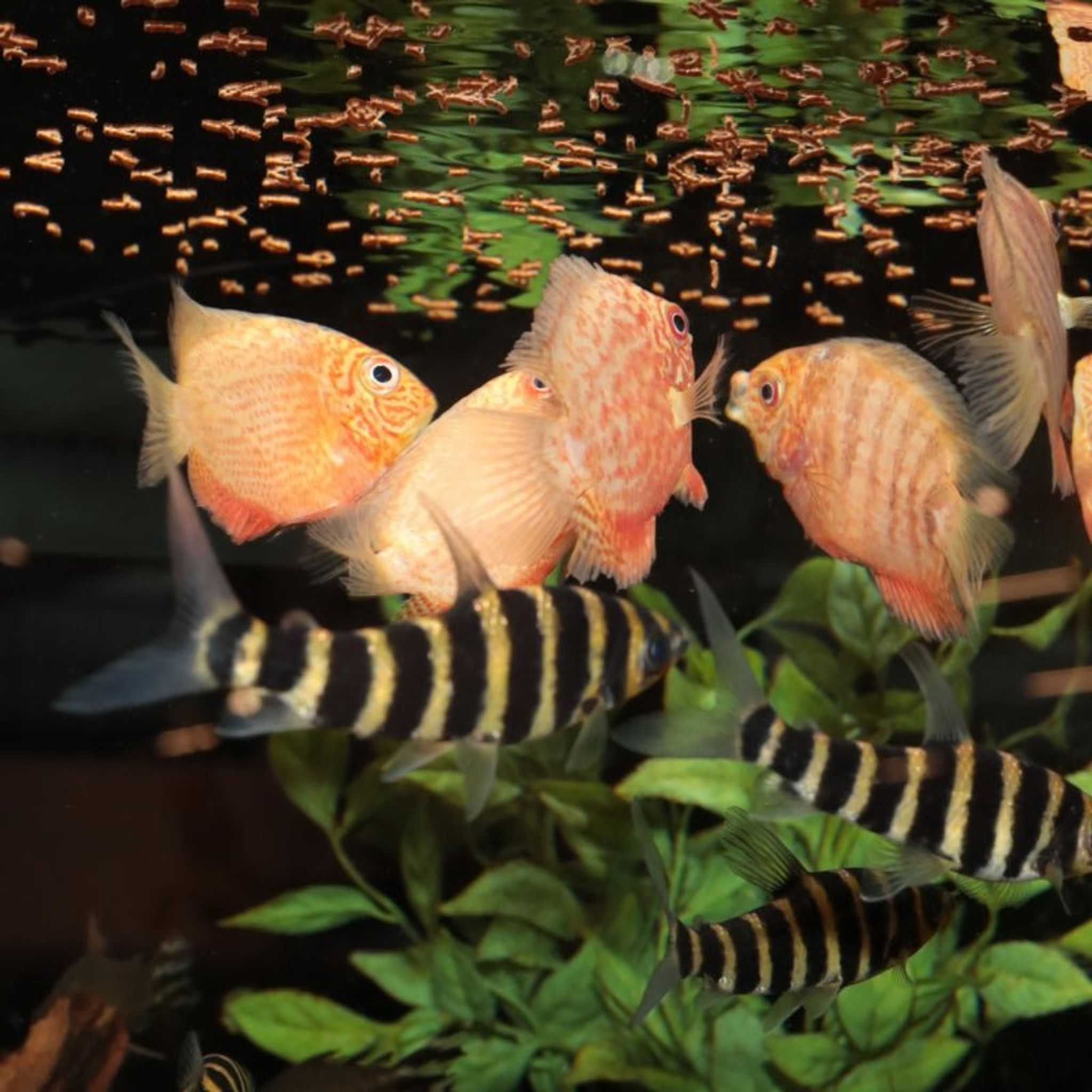 JBL ProNovo Insect Stick S (Quality Insect Treat For Fishes)