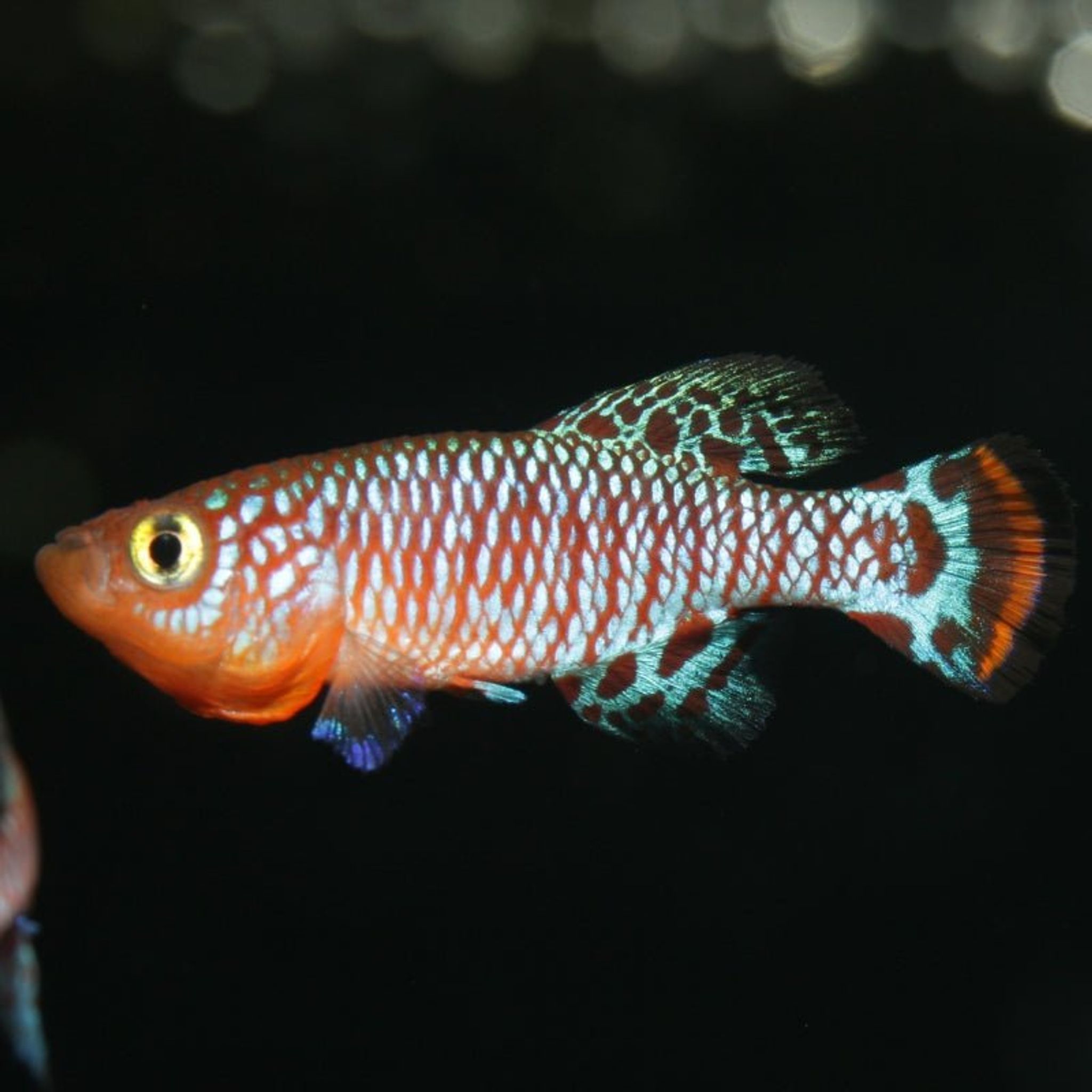 JBL ProNovo Killifish Grano S (Colour Enhancing Diet)
