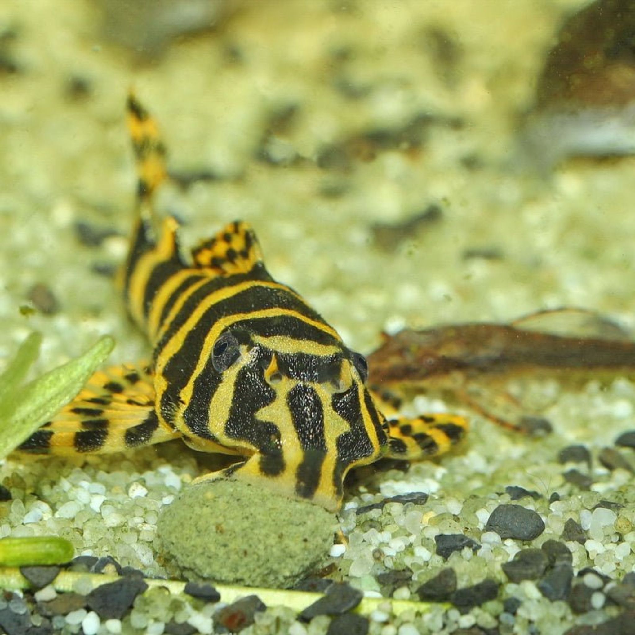 JBL ProNovo Pleco Wafer M/XL (Plecos Food With Natural Wood Fibres)