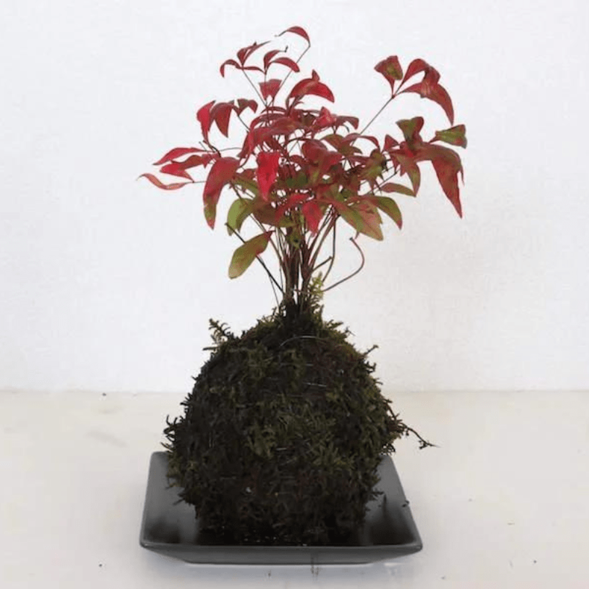 JUN Modeling Soil 1L (for Terrariums & Kokedama)