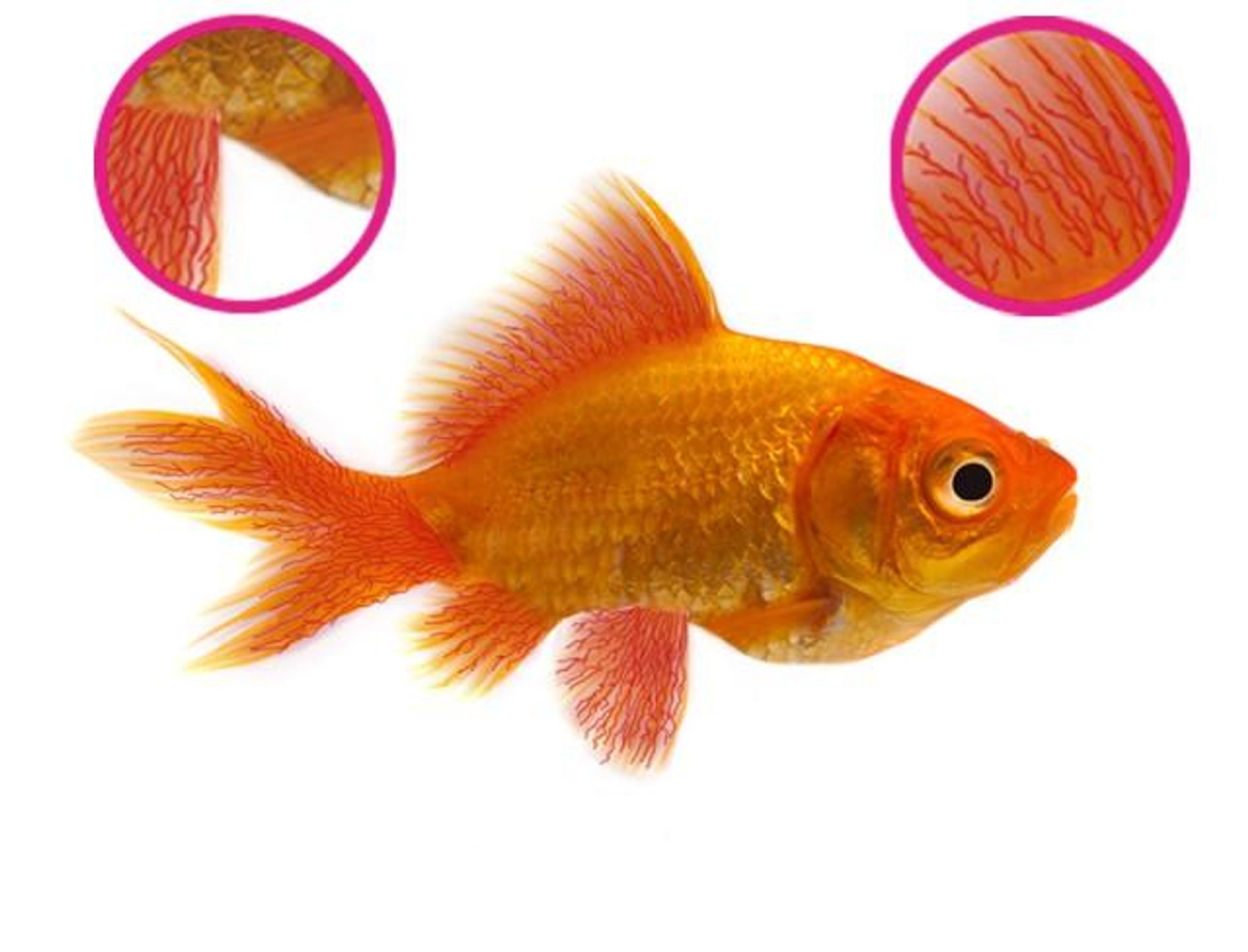 NT LABS Aquarium Anti-Fluke & Wormer (remove flukes and worms)