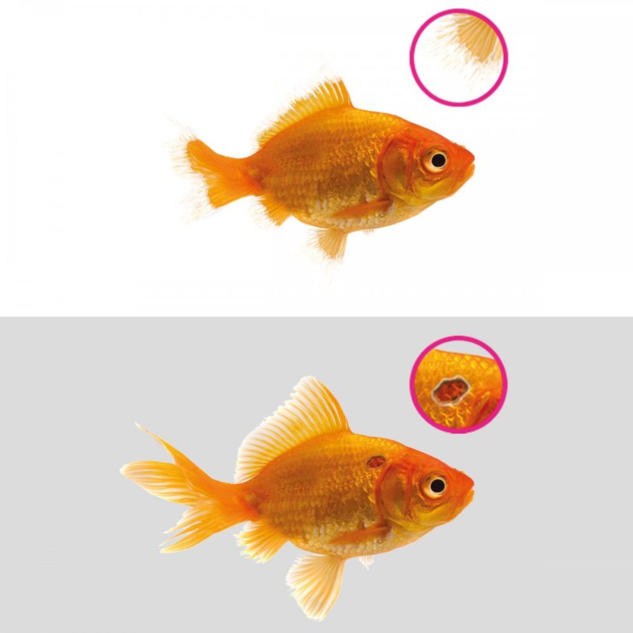 NT LABS Aquarium Anti-Ulcer & Finrot (treat bacteria infection)