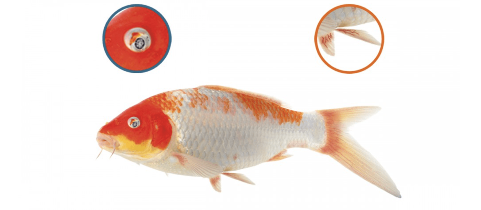 NT LABS Koi Care Chloramine T 250g