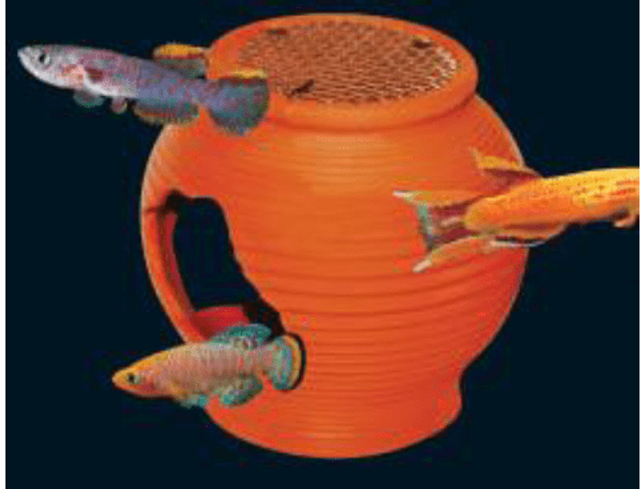 UP AQUA Deco (Various Design)