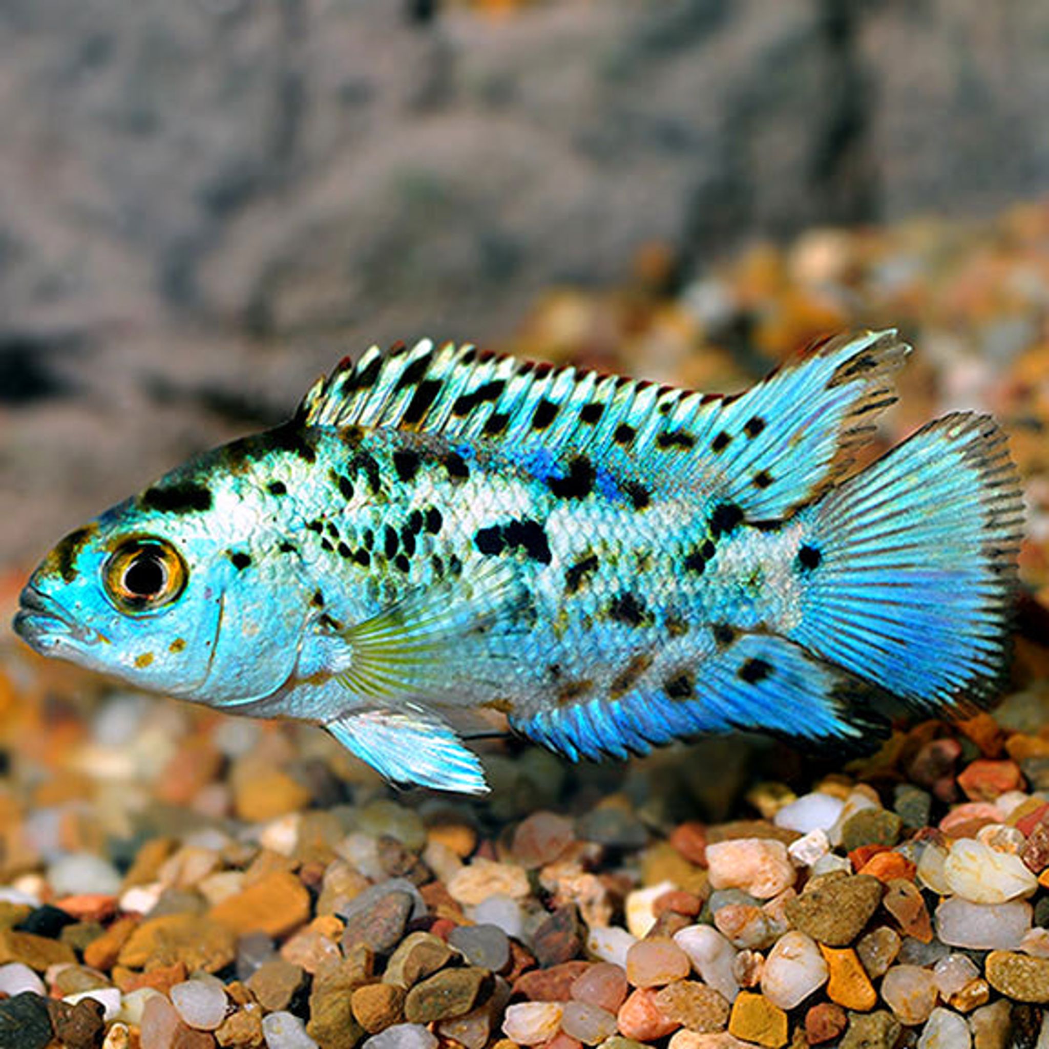 What Do Jack Dempsey Eat? A Practical Feeding Guide