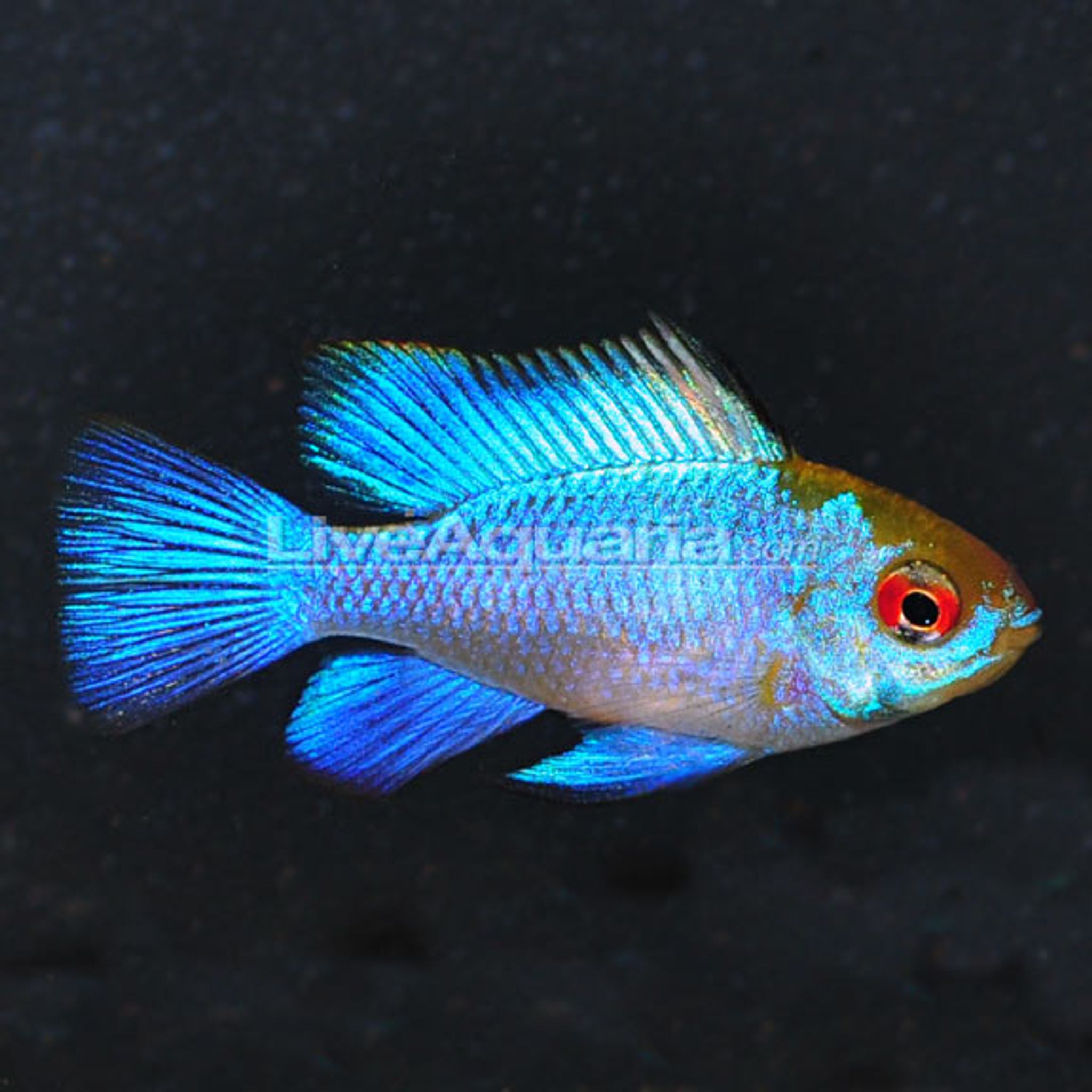 Electric Blue Ram EXPERT ONLY