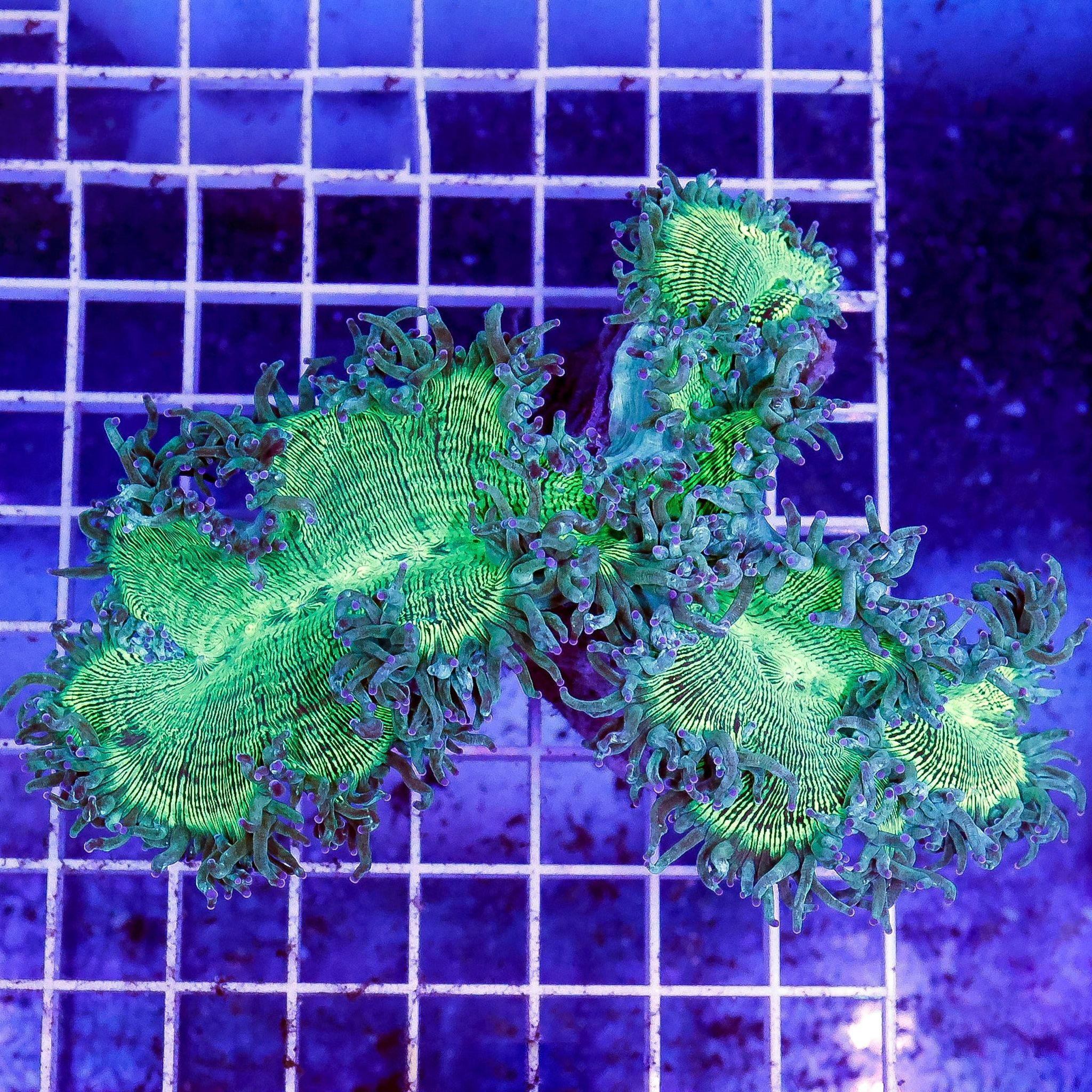 Elegance Coral 4" WYSIWYG