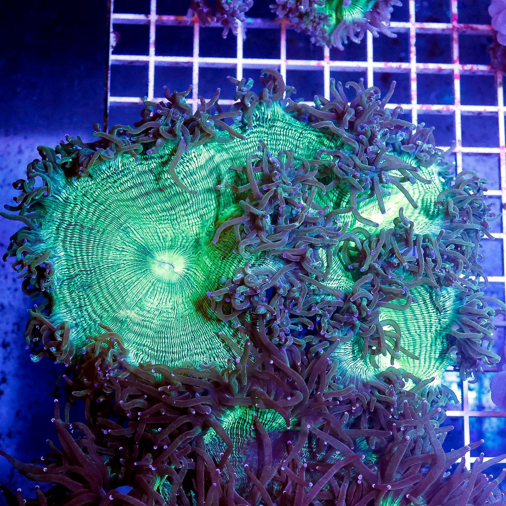 Elegance Coral 5" WYSIWYG (Catalaphyllia jardinei)