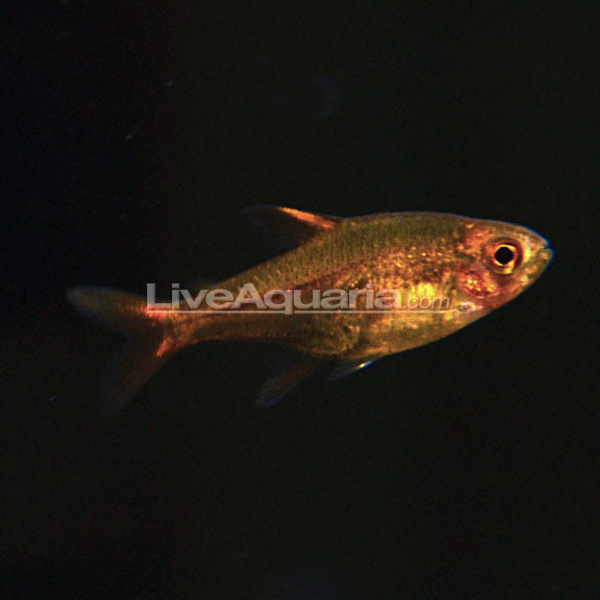 What Do Ember Tetra Eat? A Practical Feeding Guide