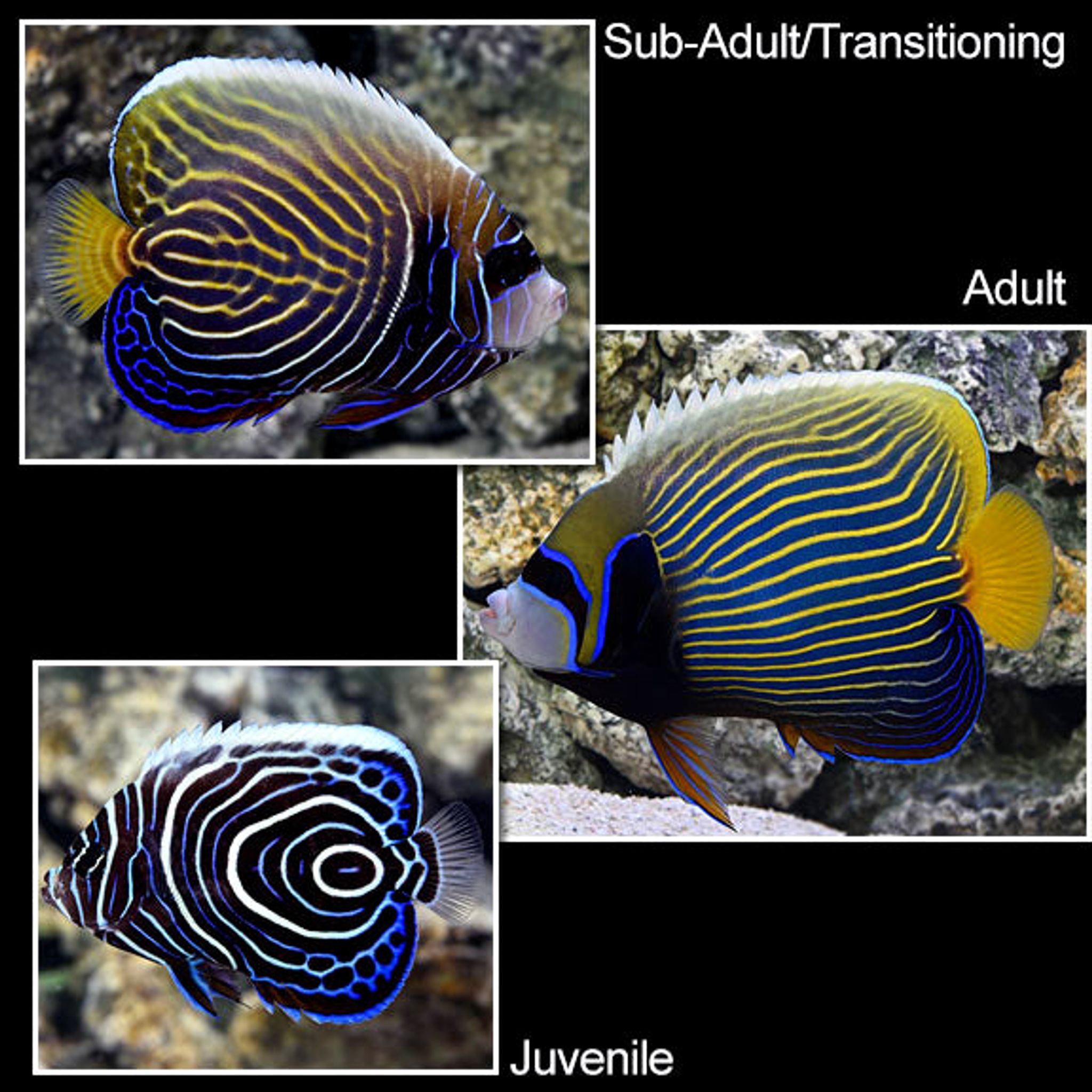 How to Feed Emperor Angelfish: Foods, Frequency and Common Feeding Problems