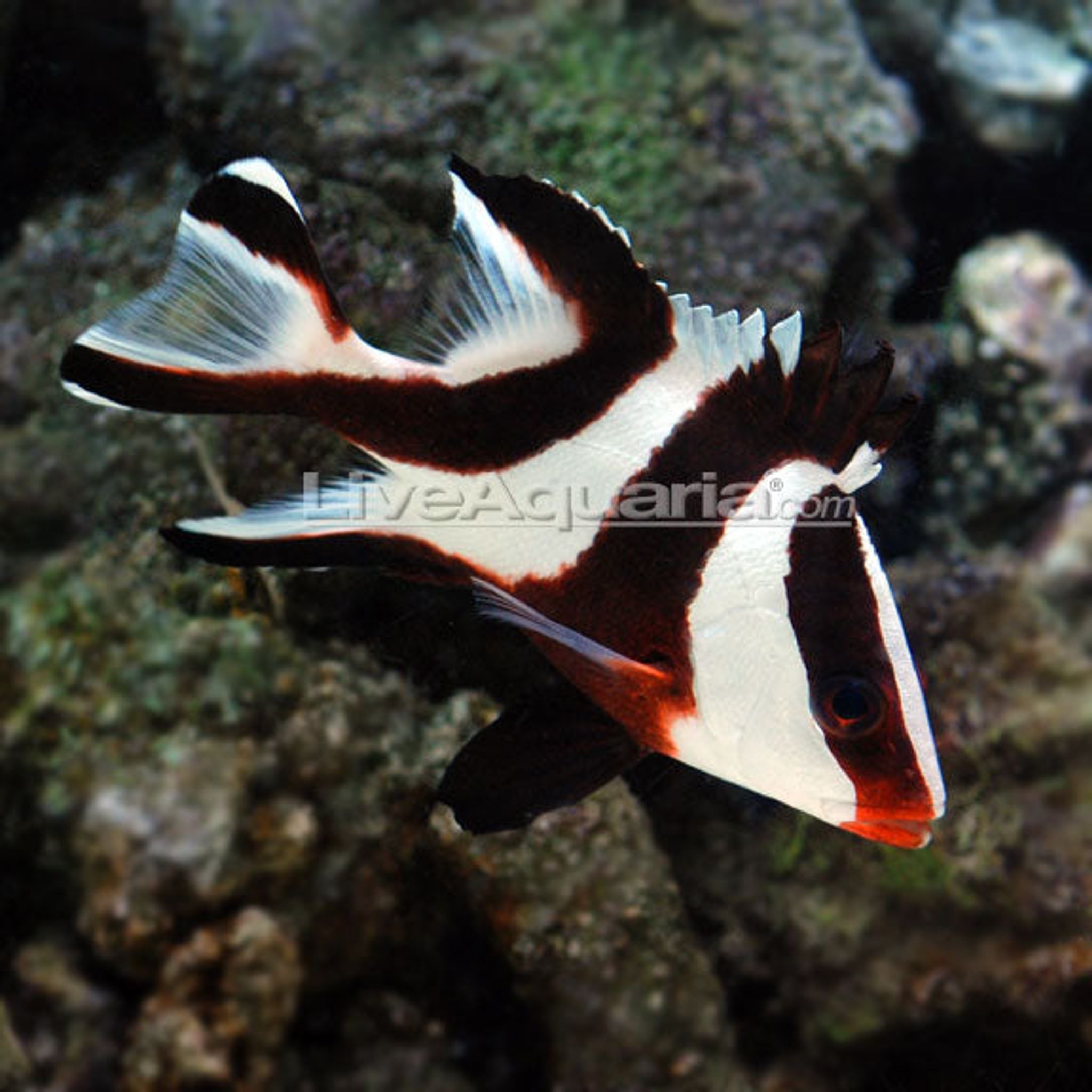 Emperor Red Snapper