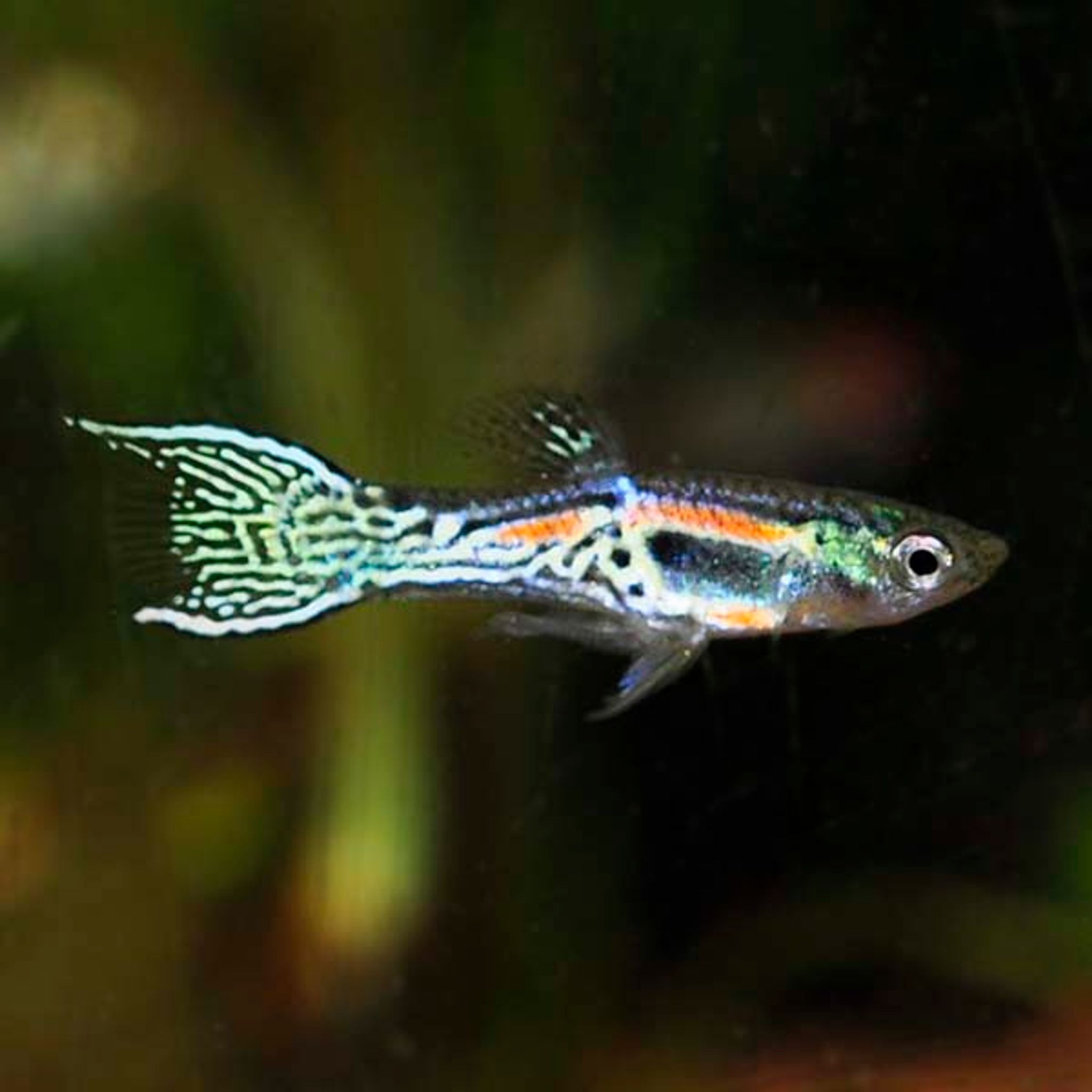 What Do Endler's Livebearer Eat? A Practical Feeding Guide