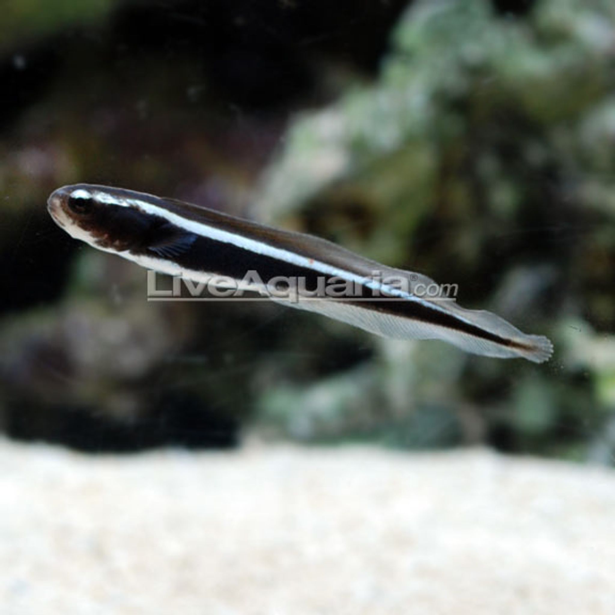 How to Feed Engineer Goby: Foods, Frequency and Common Feeding Problems