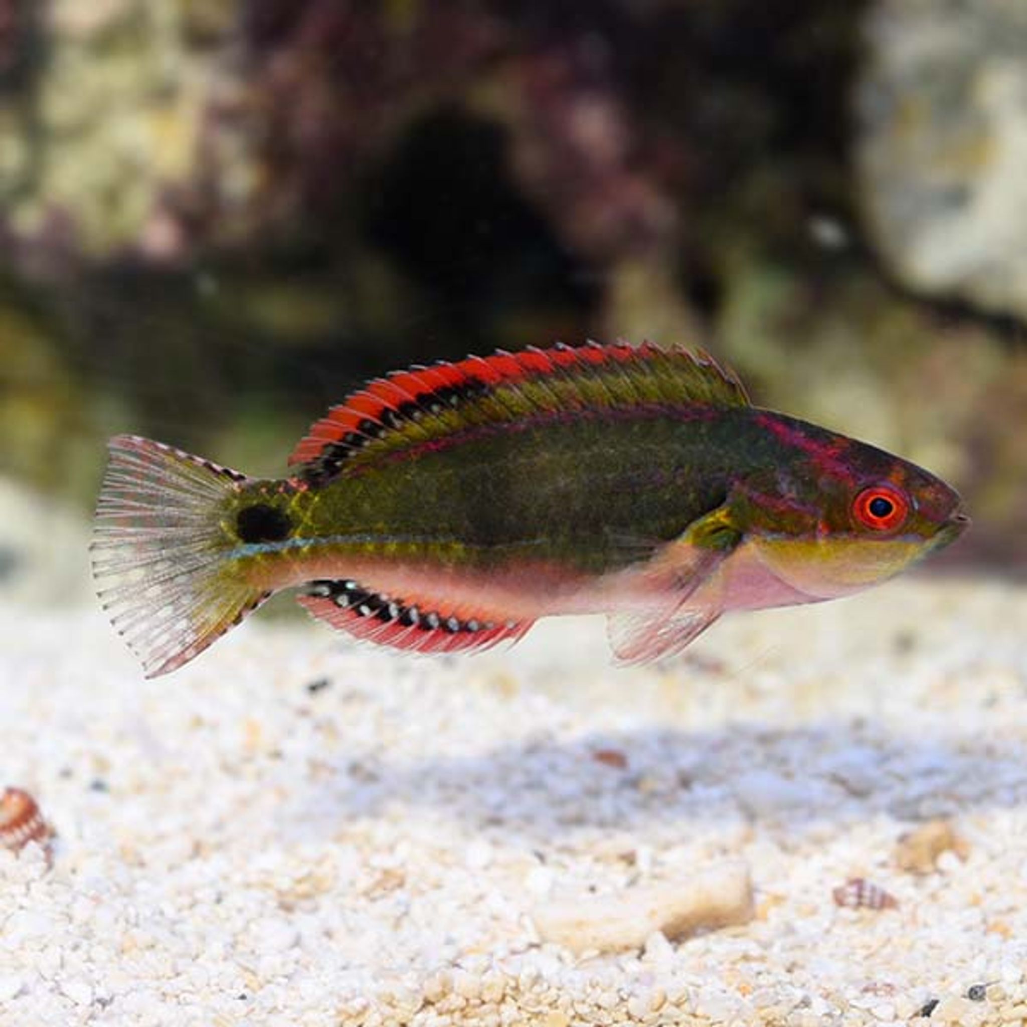 Exquisite Fairy Wrasse