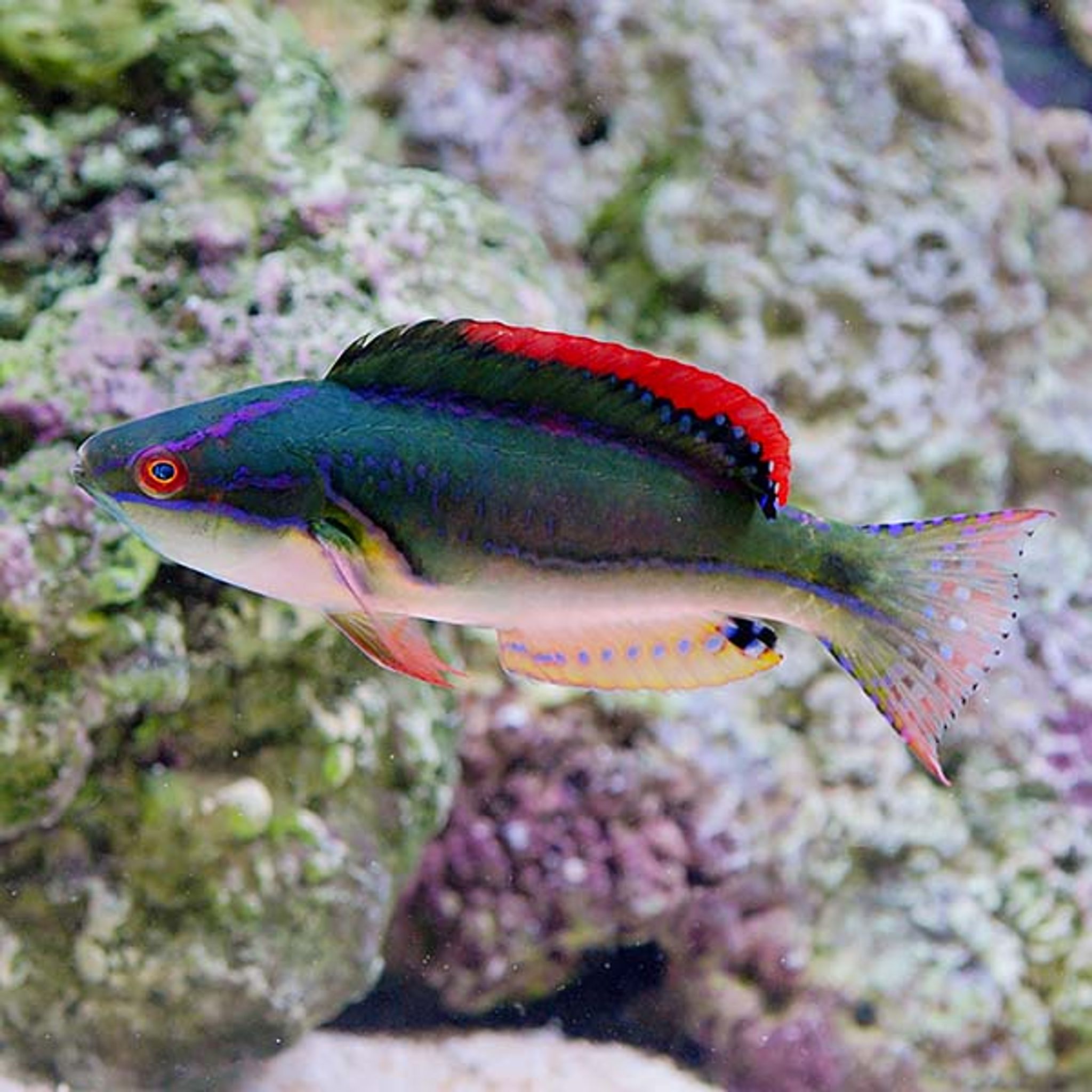 Exquisite Fairy Wrasse