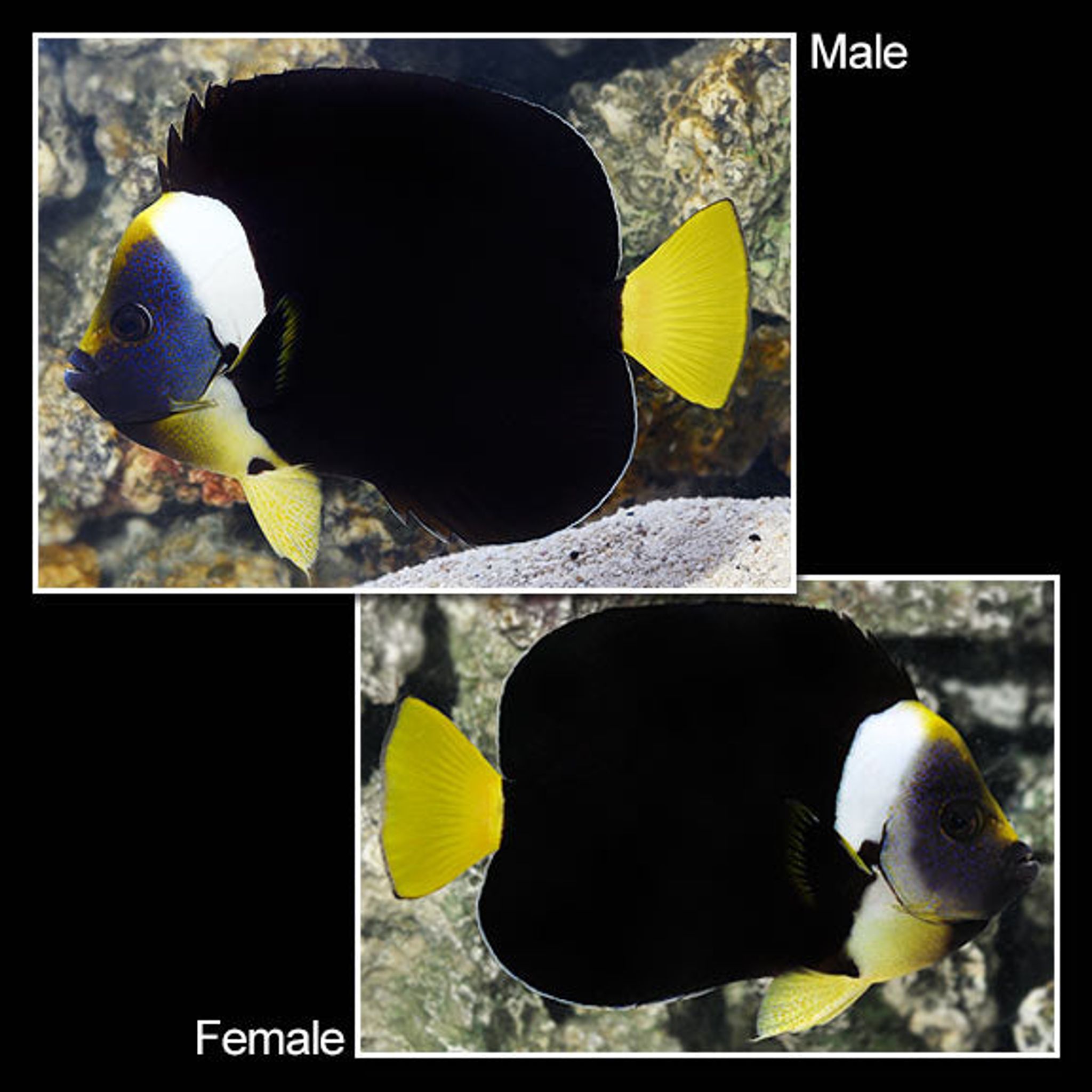 False Personifer Angelfish