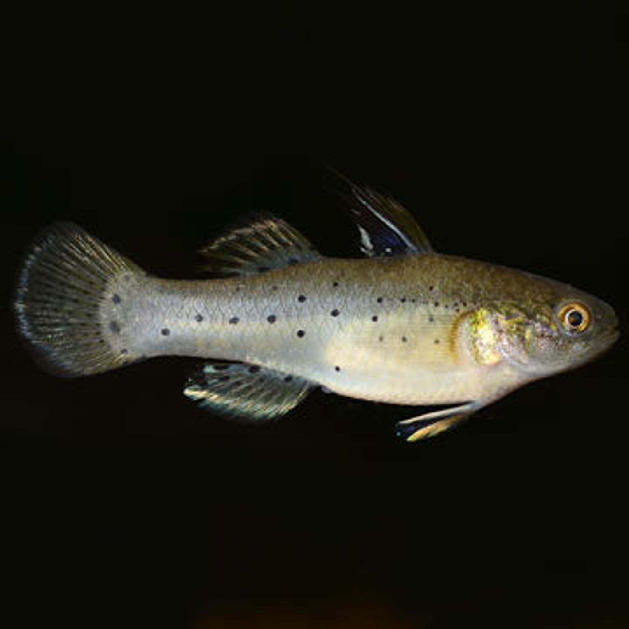 Fan Dance Goby