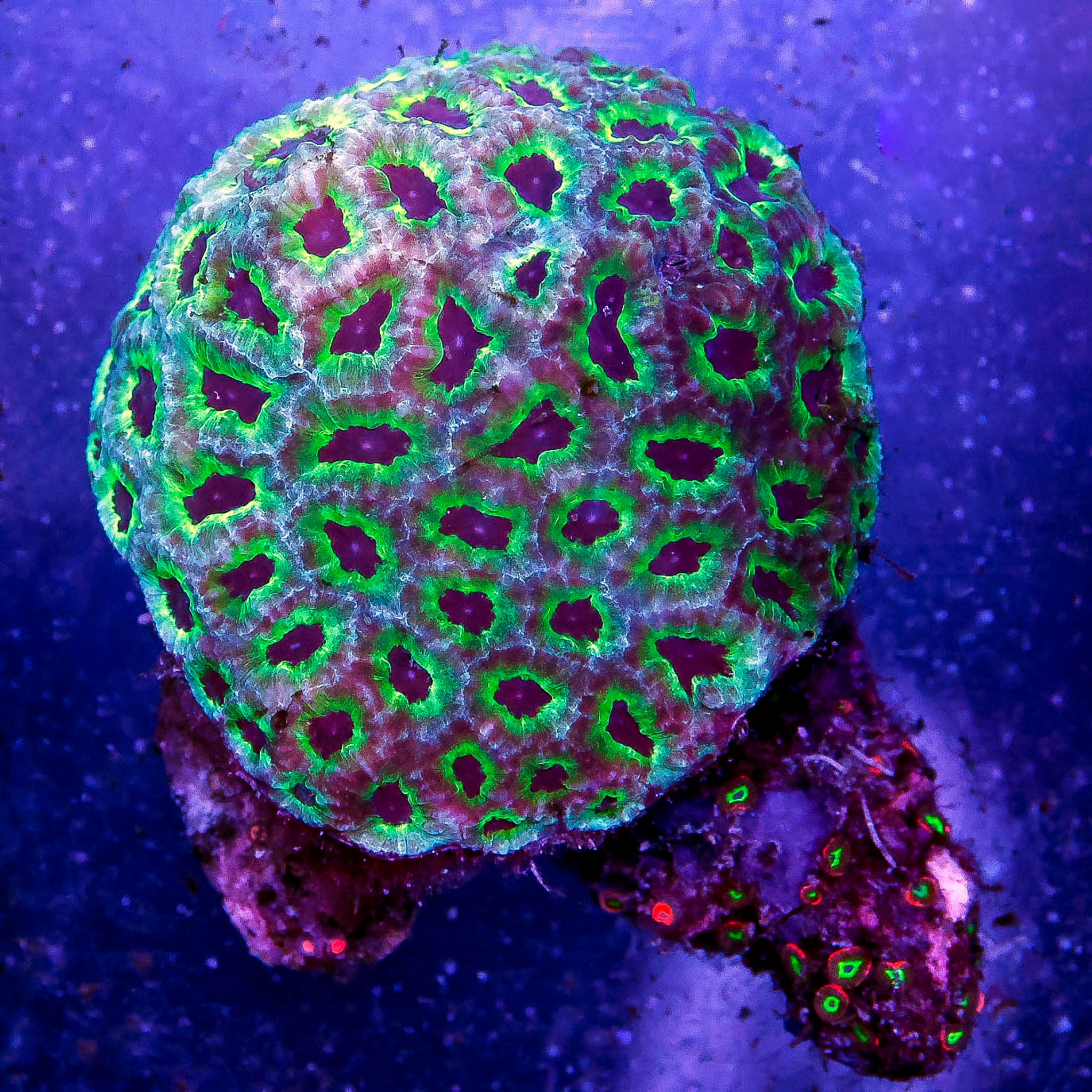 Favites Brain Coral 2.75" WYSIWYG