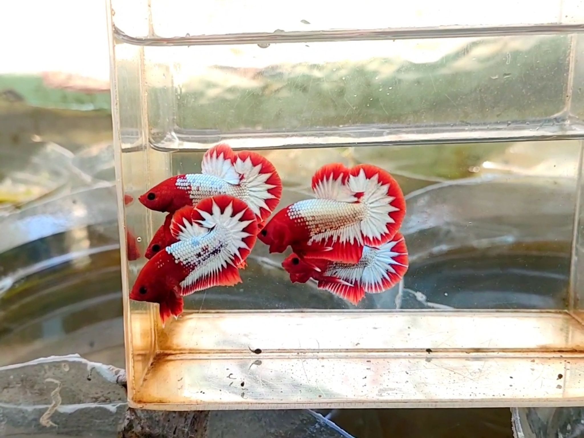 fccp red head star tail