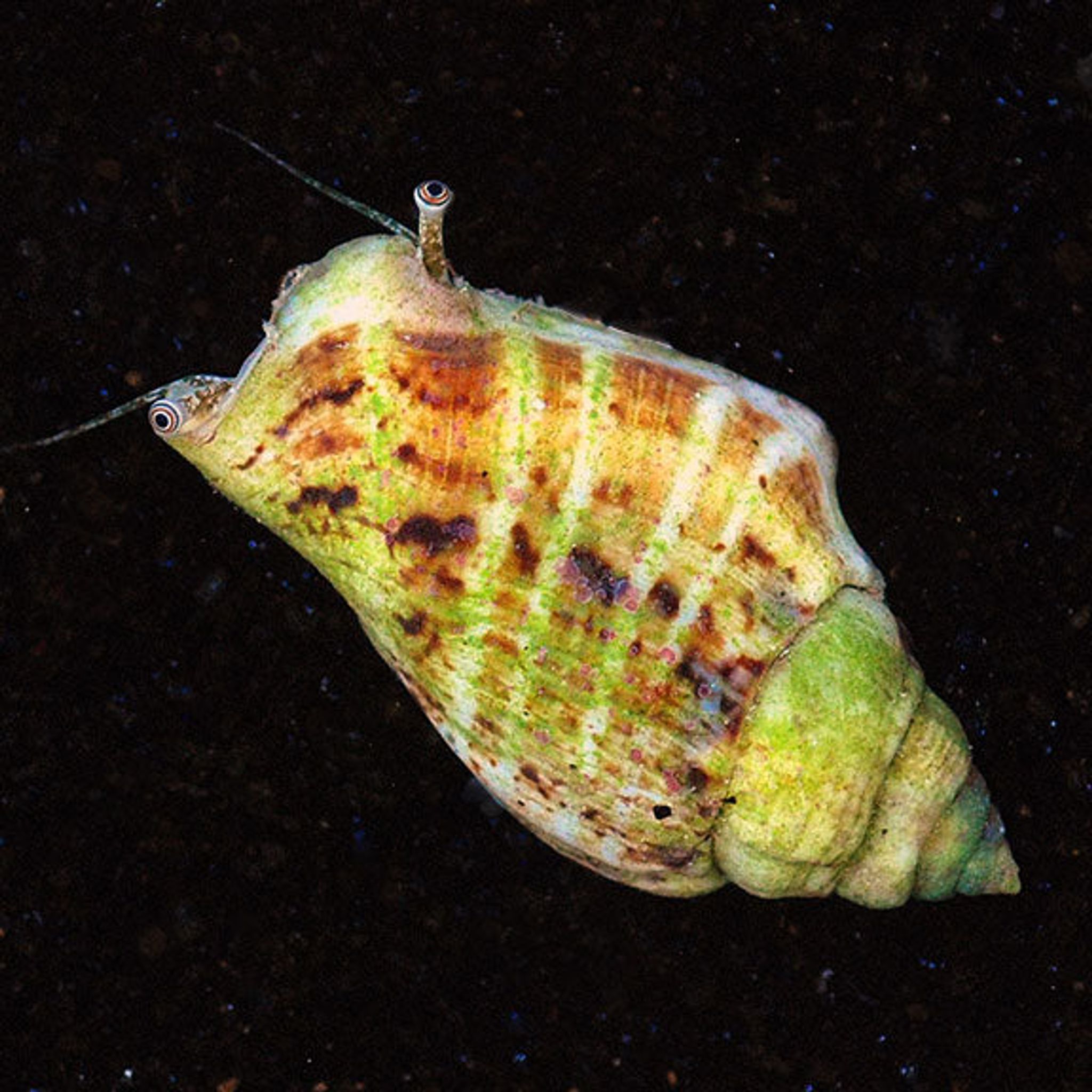 Best Tank Mates for Fighting Conch in a Reef Aquarium
