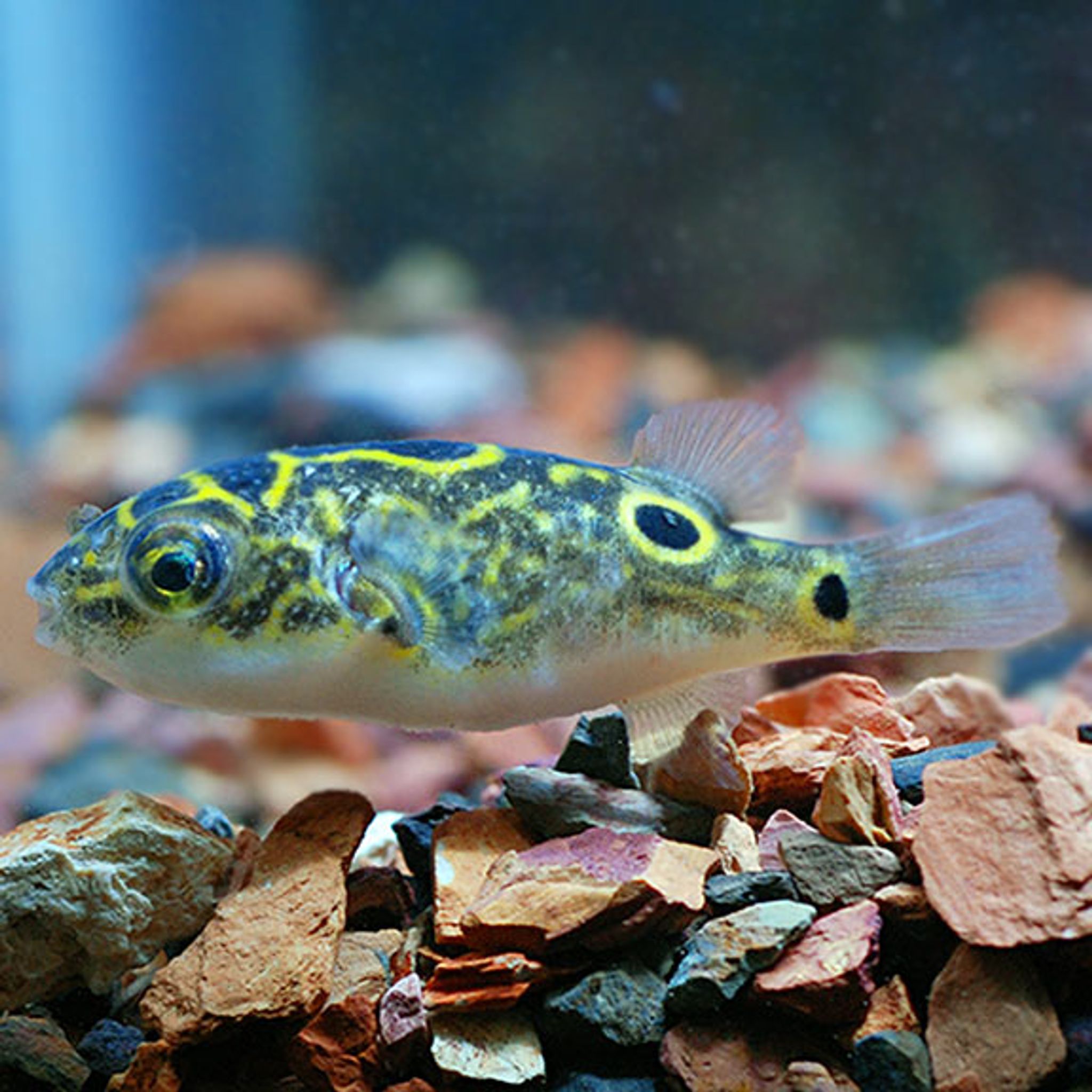 What Do Figure 8 Puffer Eat? A Practical Feeding Guide