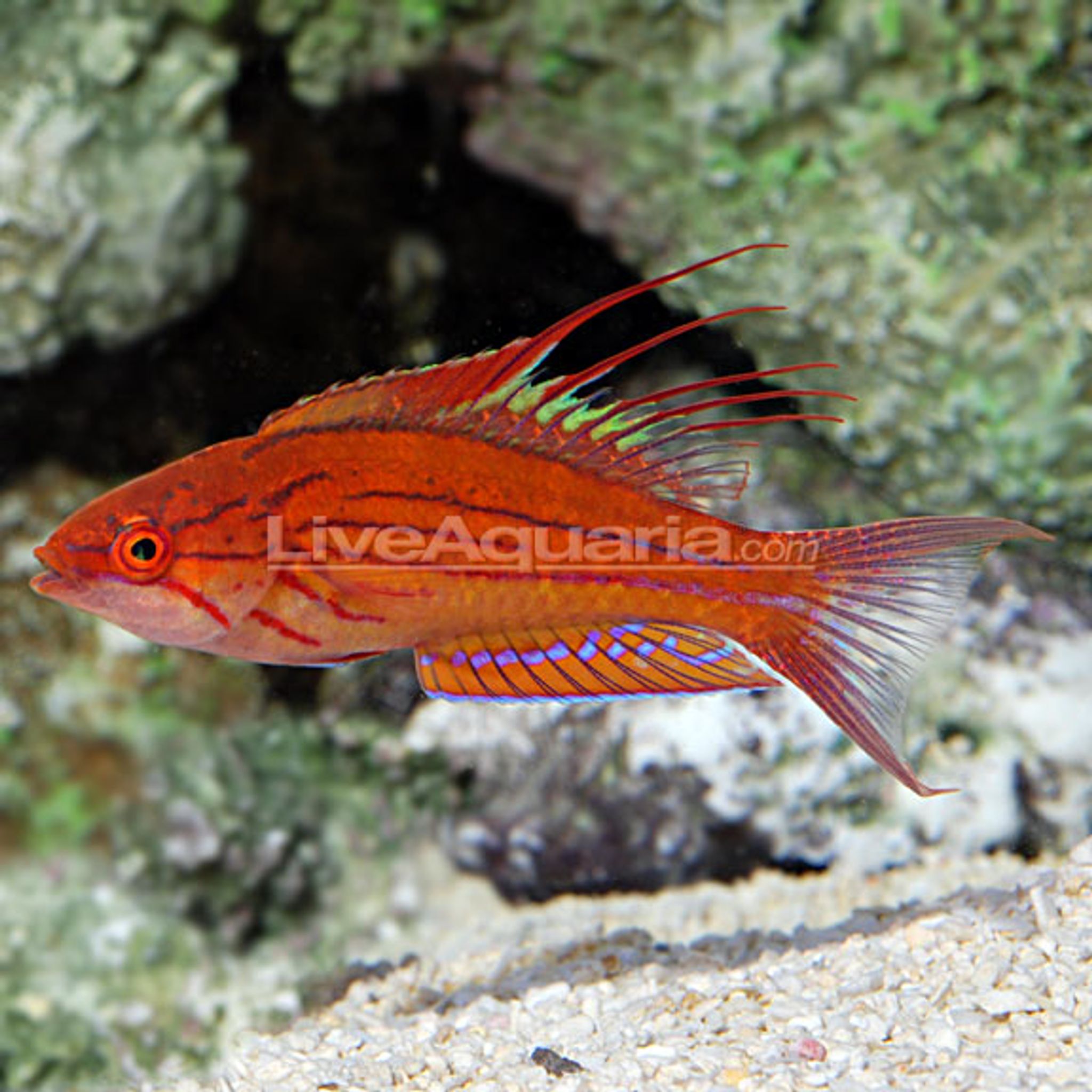 Filamented Flasher Wrasse (Paracheilinus filamentosus)