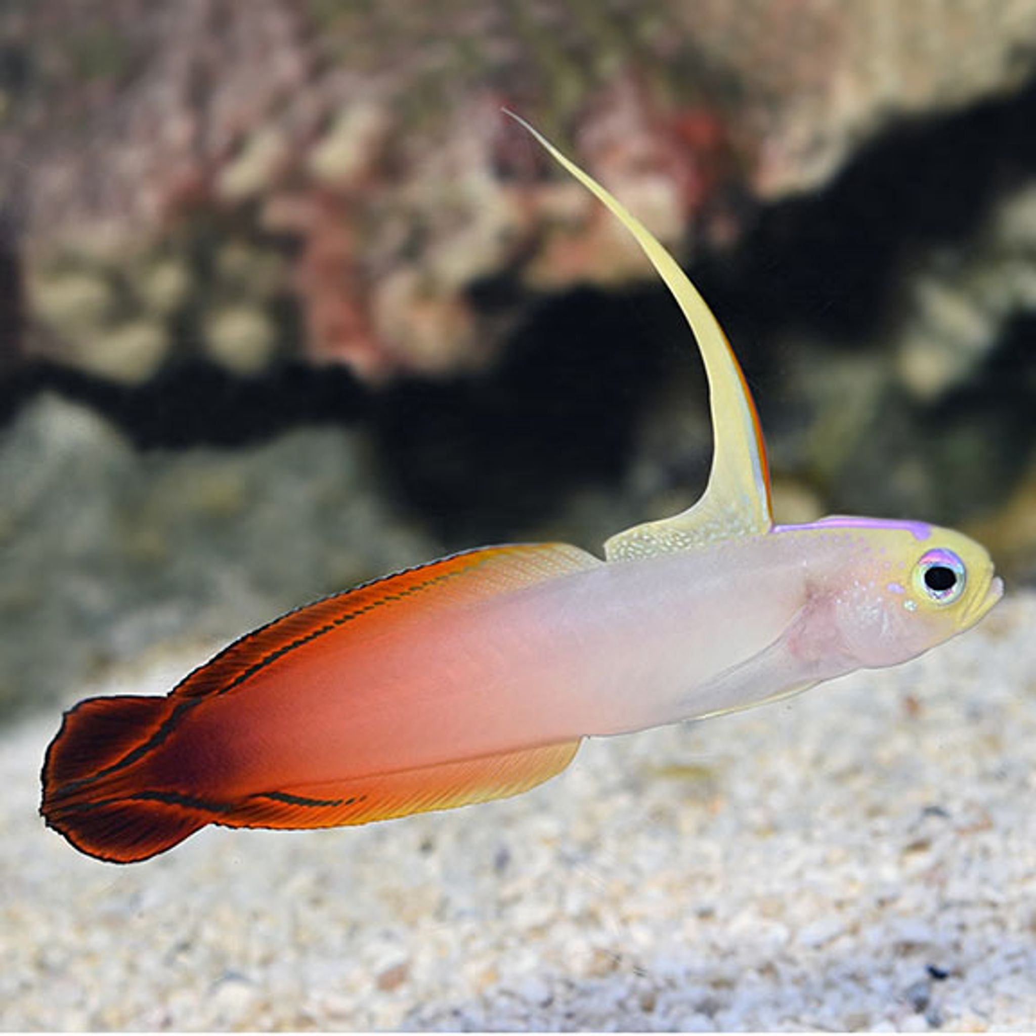 How to Feed Firefish Goby: Foods, Frequency and Common Feeding Problems