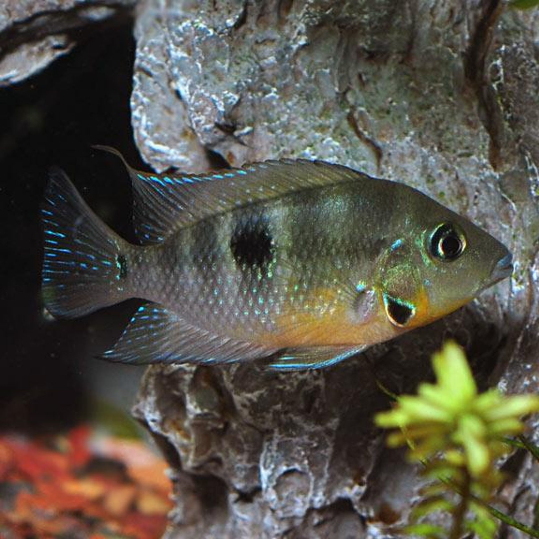 What Do Firemouth Cichlid Eat? A Practical Feeding Guide