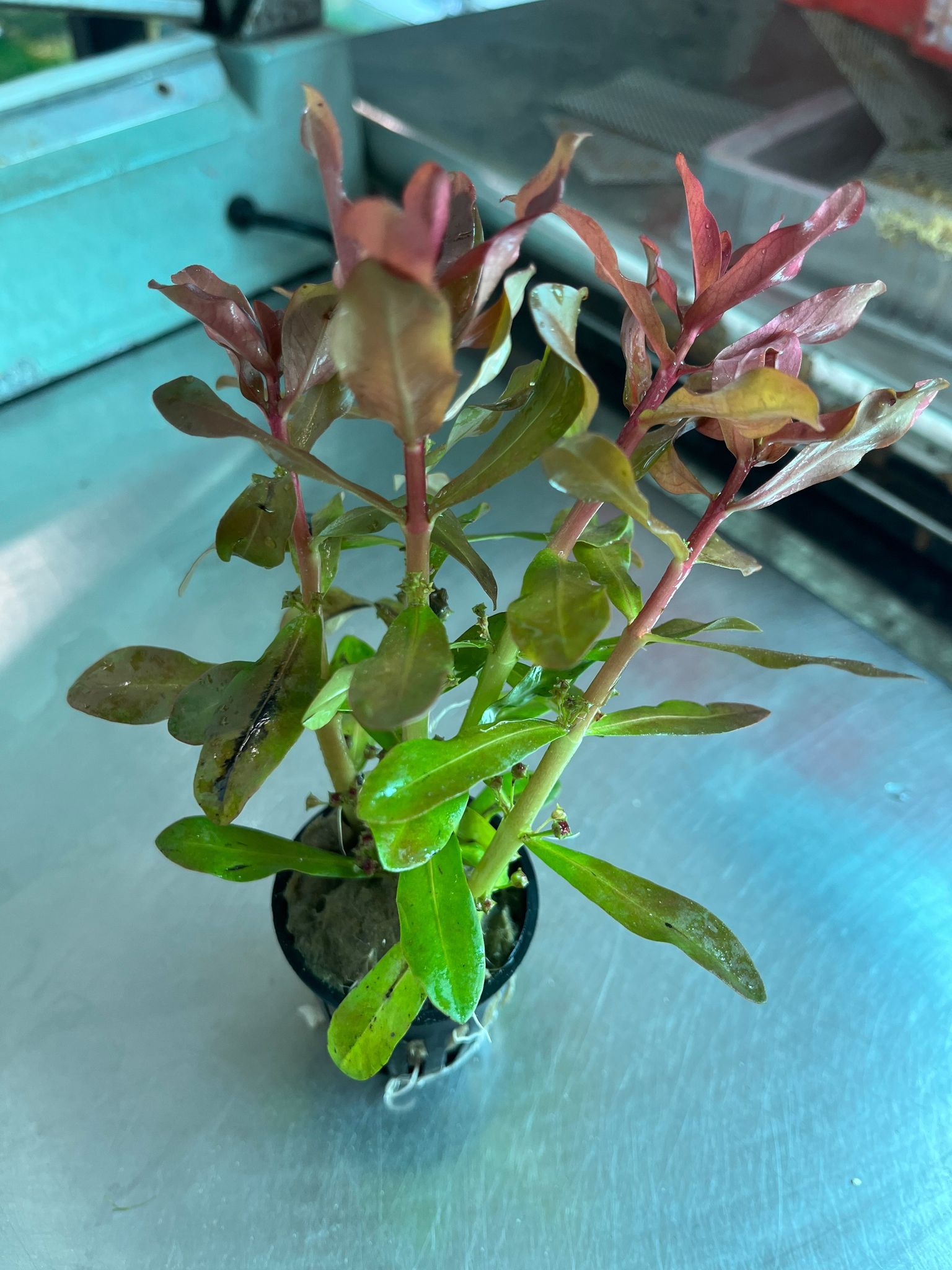 Ammannia Senegalensis Vibrant Red Aquatic Plant Midground Aquarium Decor