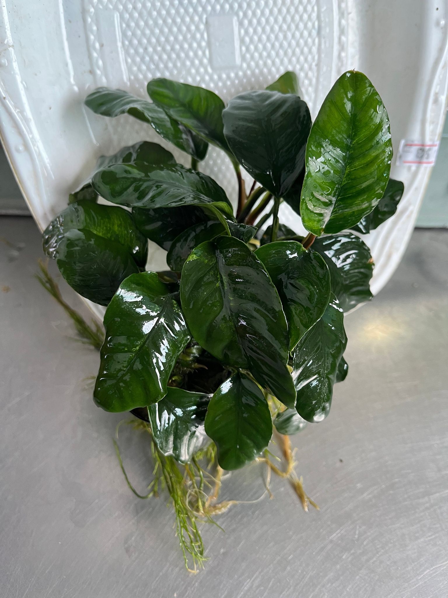 Anubias Coffeefolia: Hardy Aquarium Plant, Low Light, Easy Care, Vibrant Green