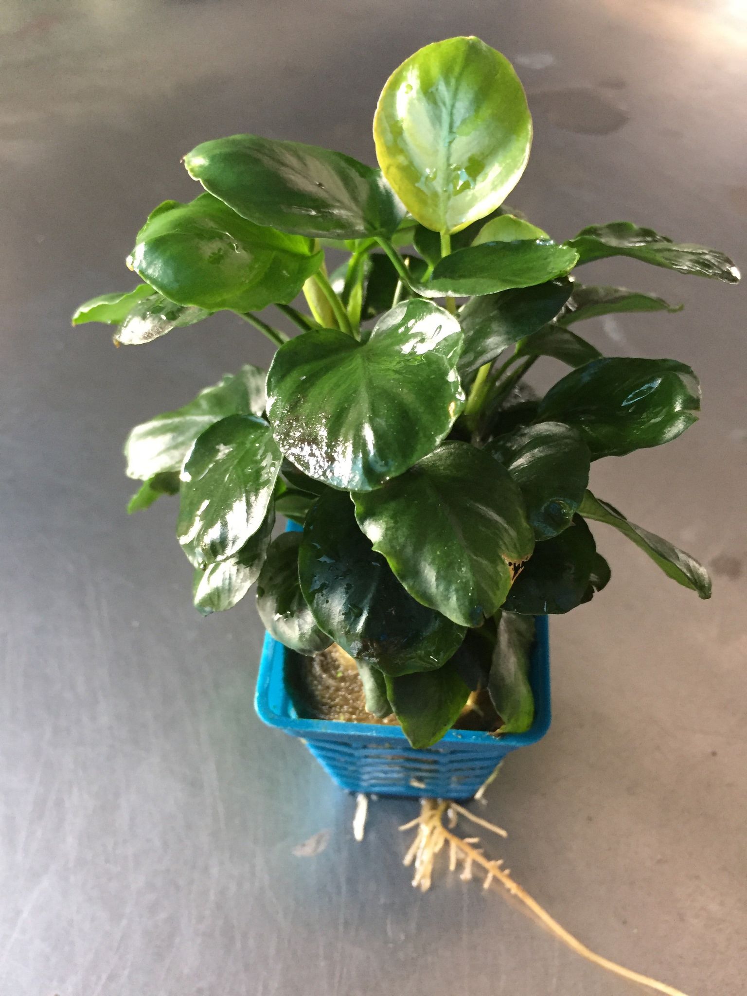 Anubias Nana Coin Live Aquarium Plant - Easy Care Freshwater Aquatic Decor