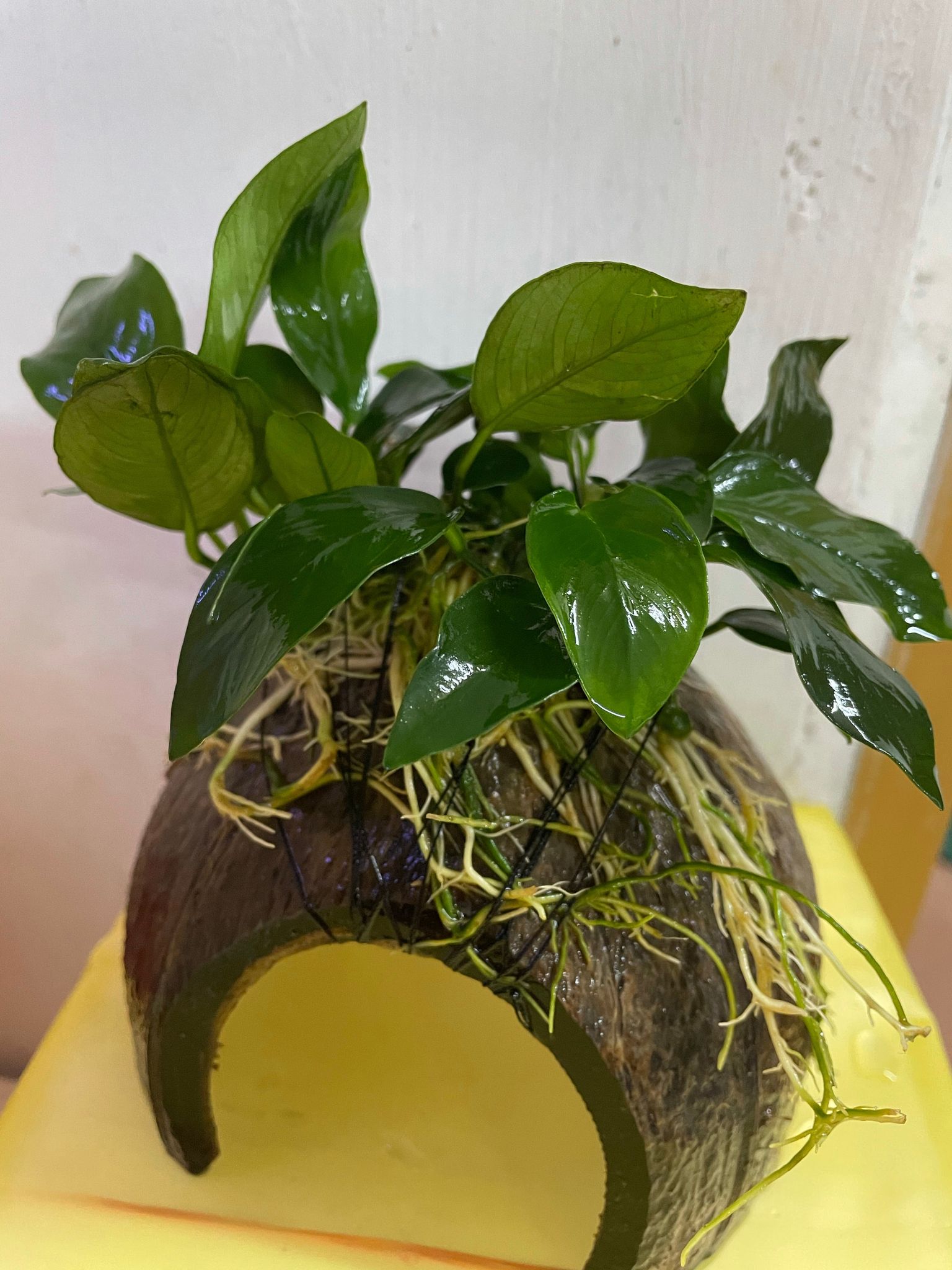 Anubias Nana Live Aquarium Plant on Coconut Husk - Easy Care