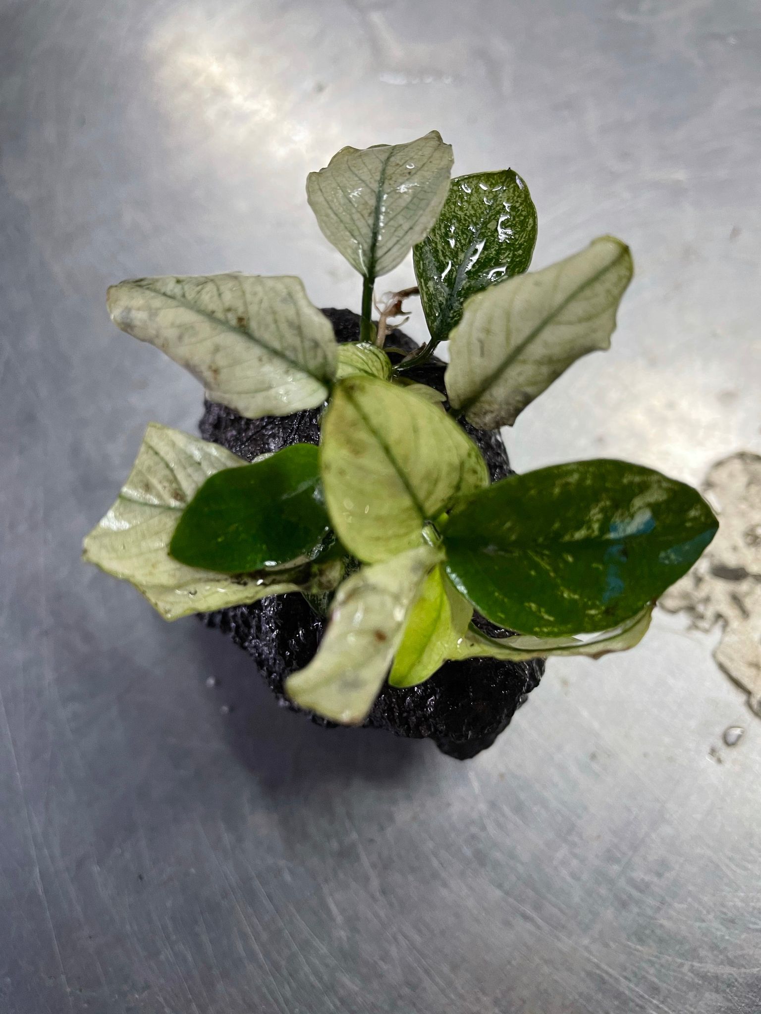 Anubias Pinto Rare Live Aquarium Plant – Stunning White & Green Foliage