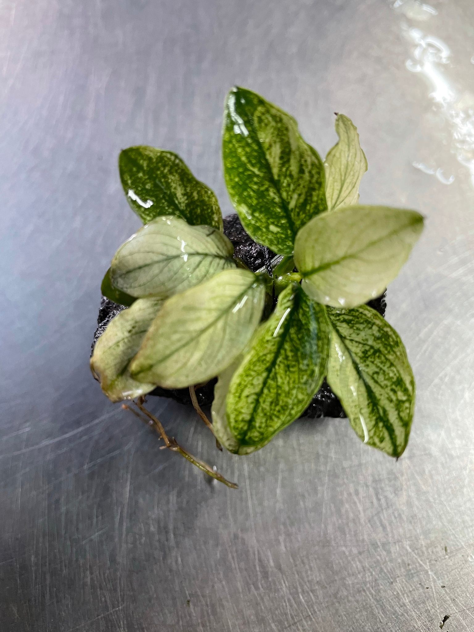 Anubias Pinto Rare Live Aquarium Plant – Stunning White & Green Foliage