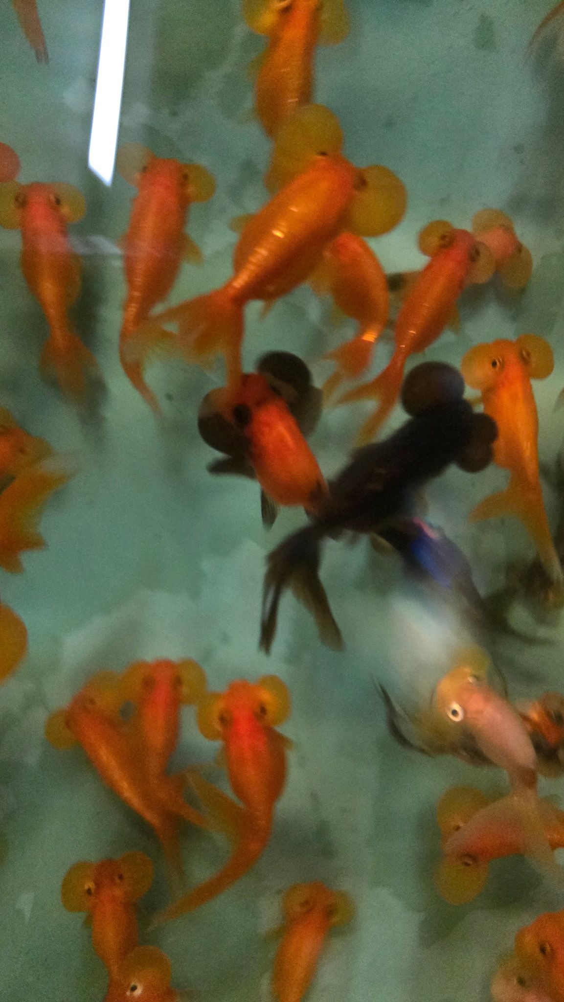Assorted bubble eye goldfish 5-6cm